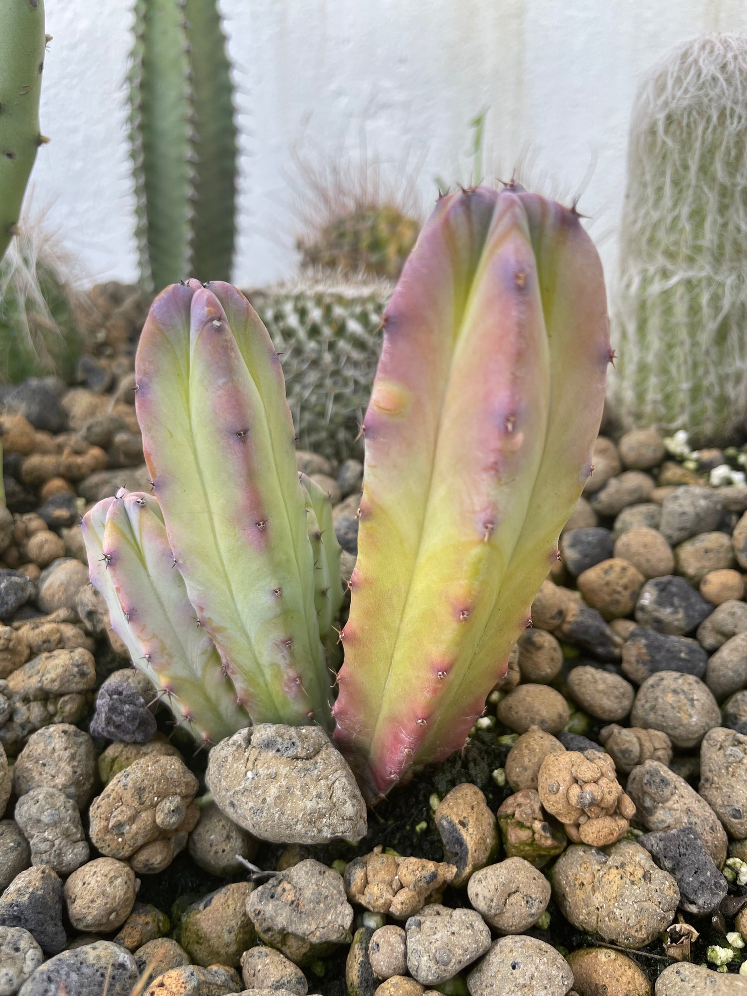 Cactus