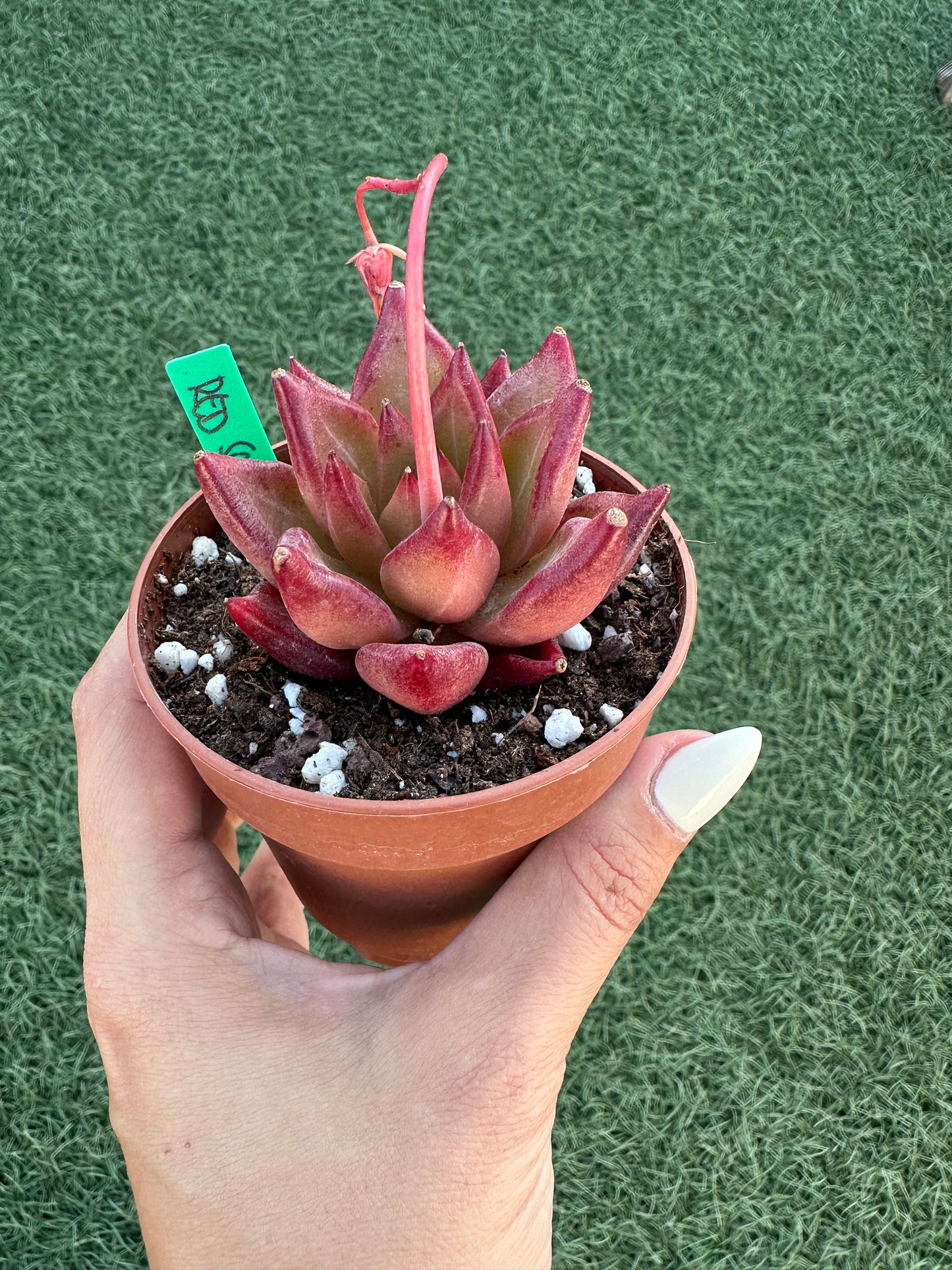 Echeveria Red Soul