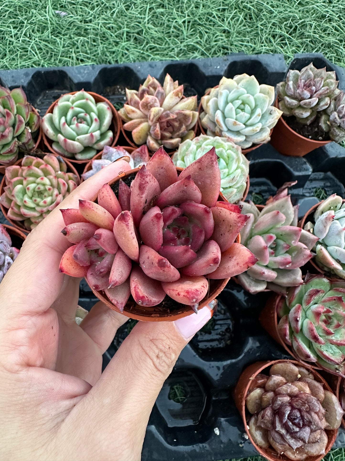 Echeveria Coreana