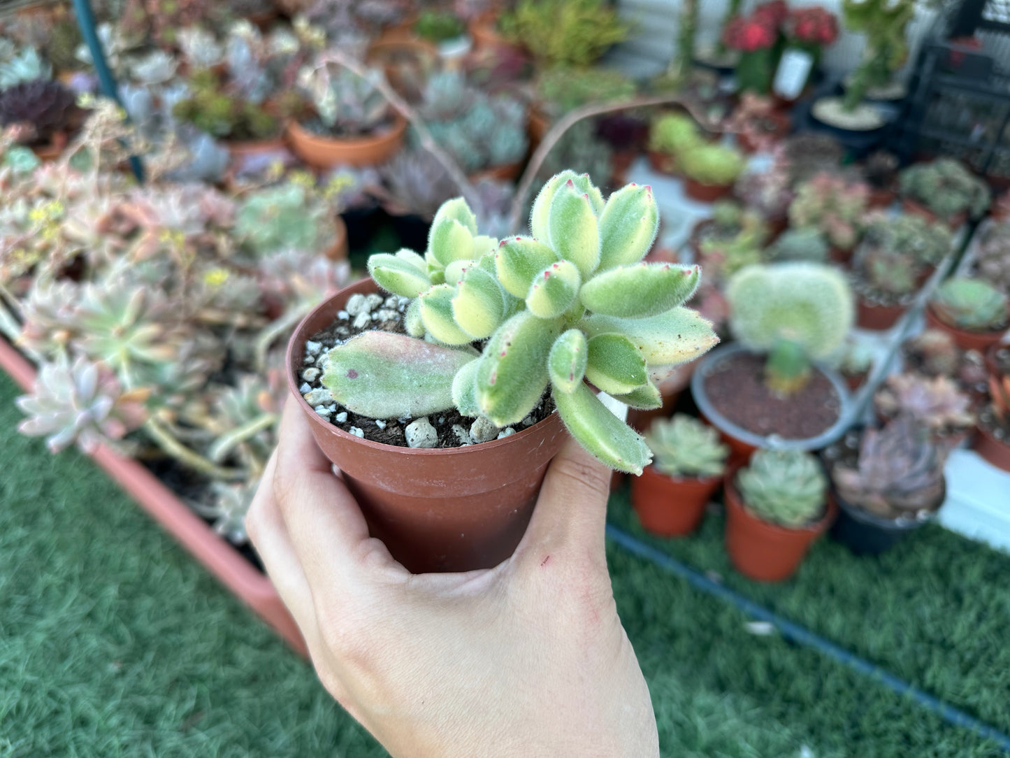 Cotyledon Tomentosa Variegata