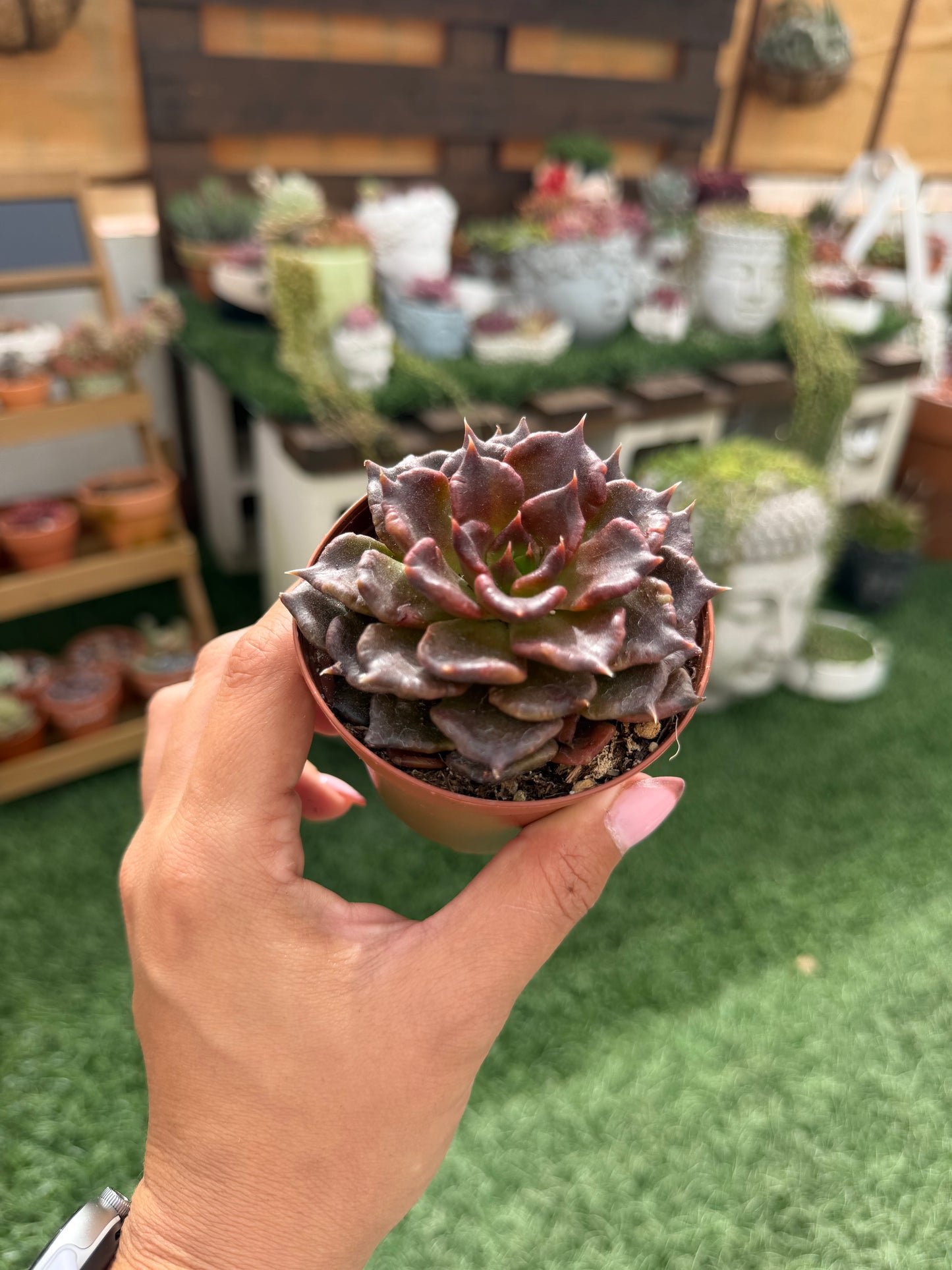 Echeveria Super Bowl