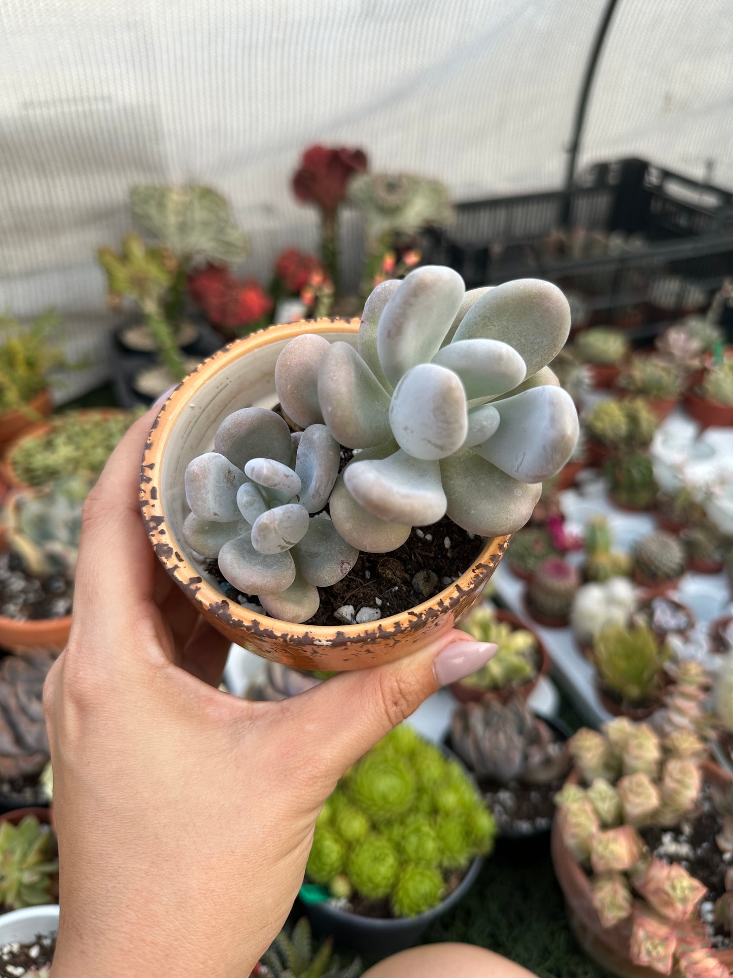 Pachyphytum Oviferum