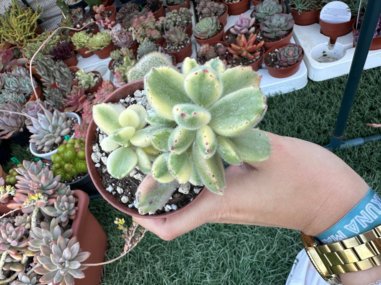 Cotyledon Tomentosa Variegata