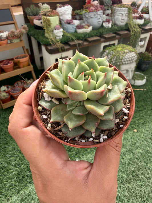Echeveria Tesla coreana