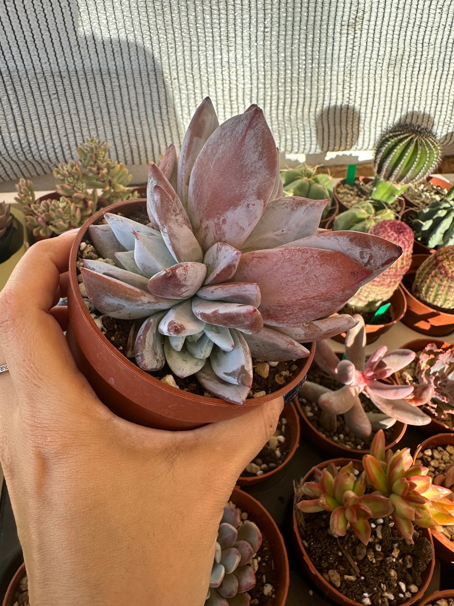 Echeveria White Lotus