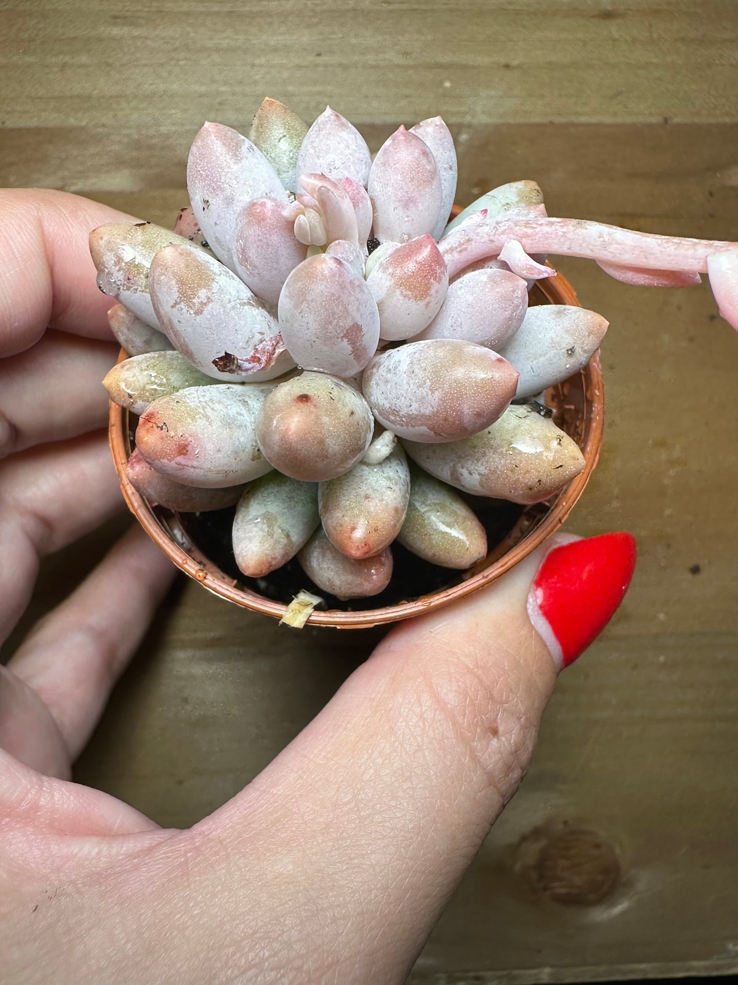 Pachyphytum Machucae “baby fingers”