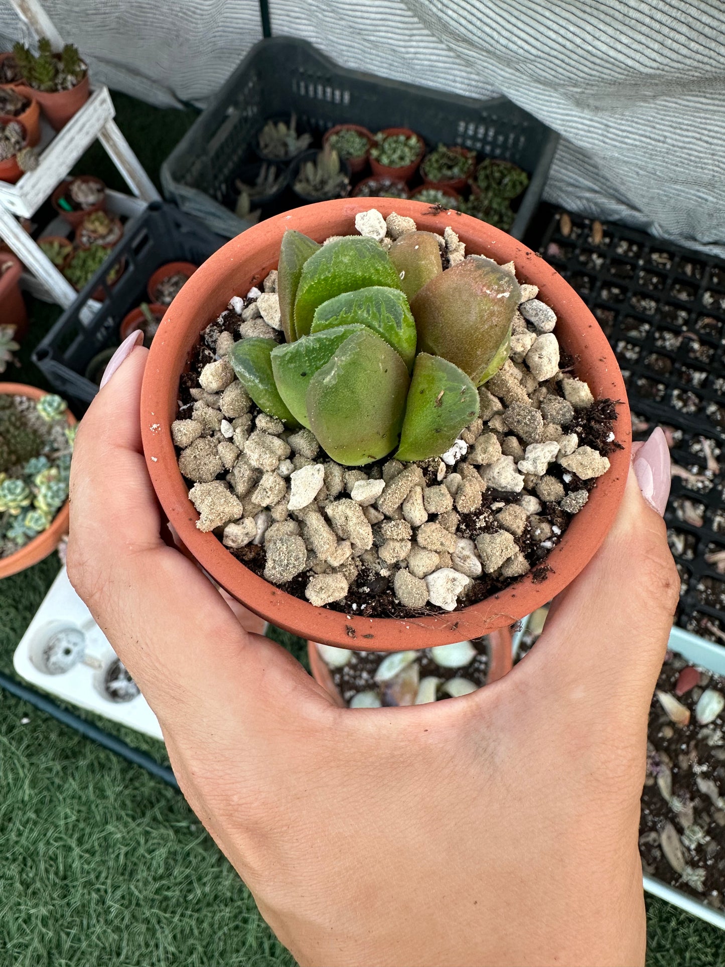 Haworthia Truncata cluster