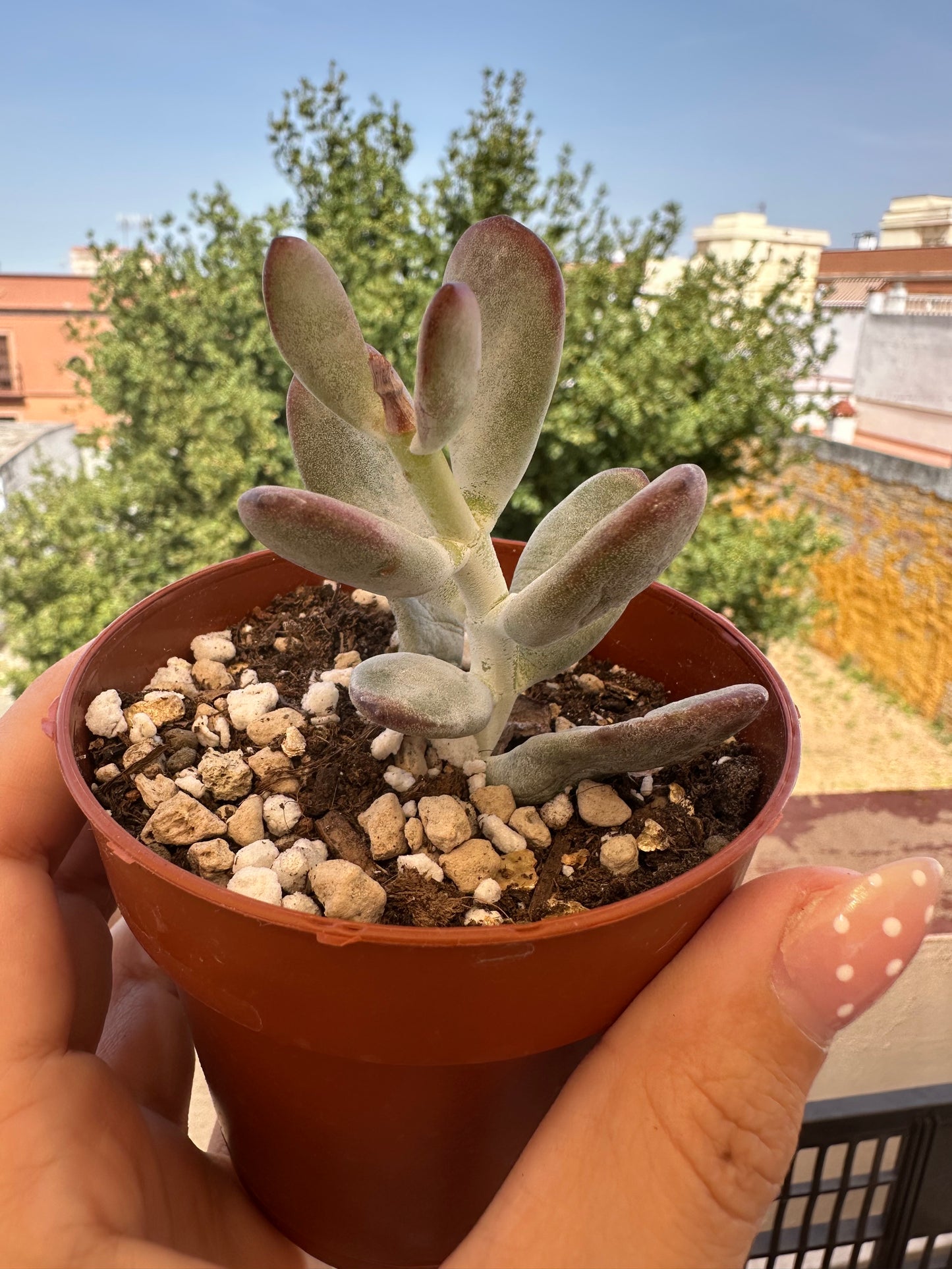 Cotyledon orbiculata oophylla