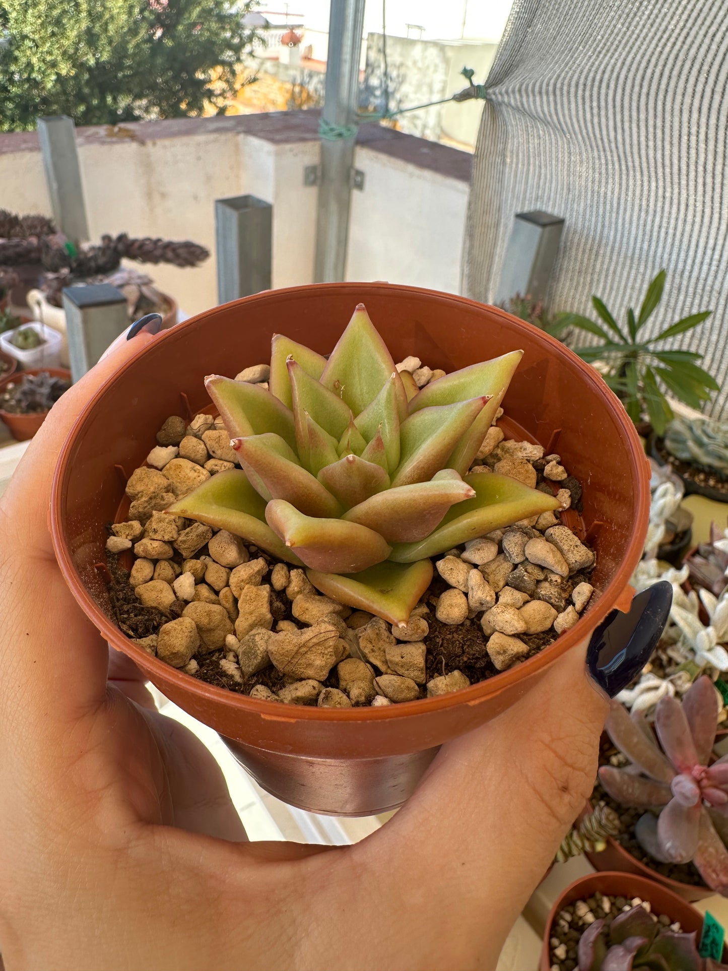 Echeveria Agavoides