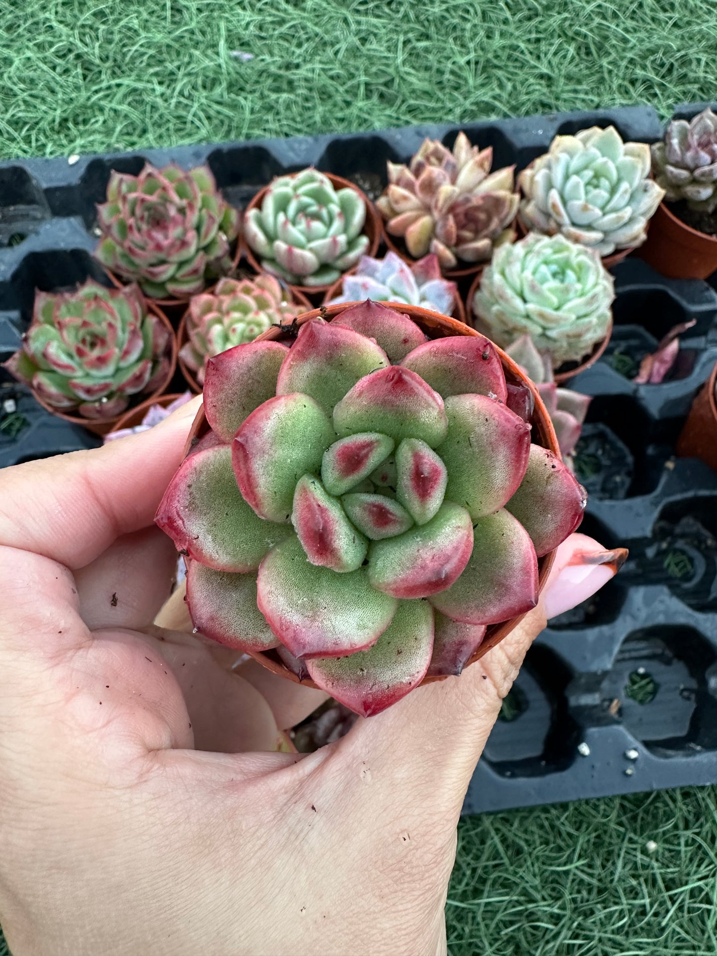 Echeveria Coreana