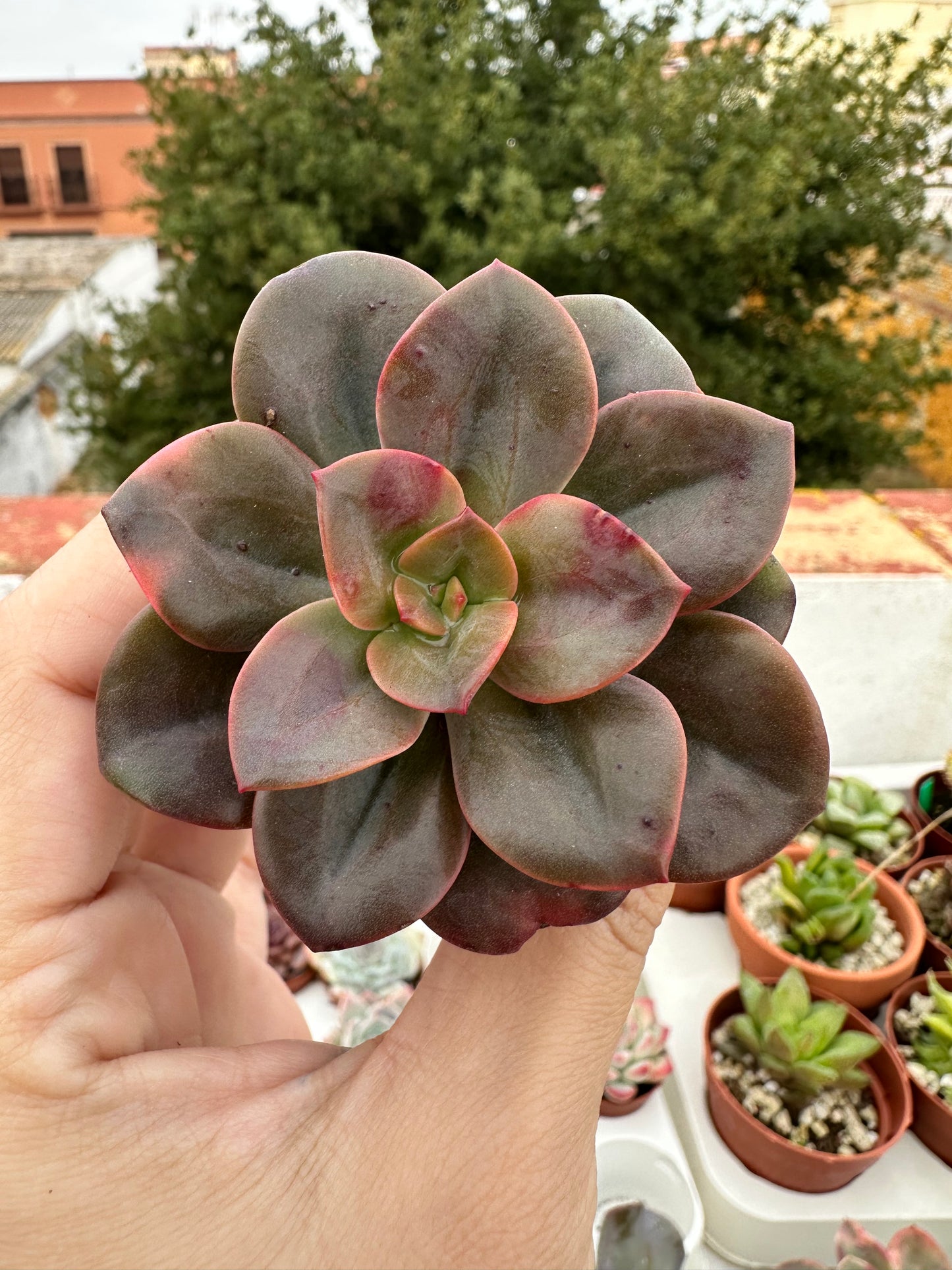 Echeveria Chroma