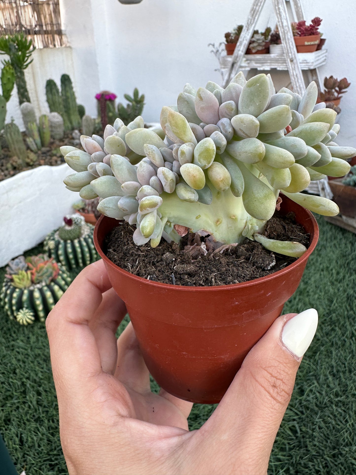 Pachyphytum Corvus Cristata