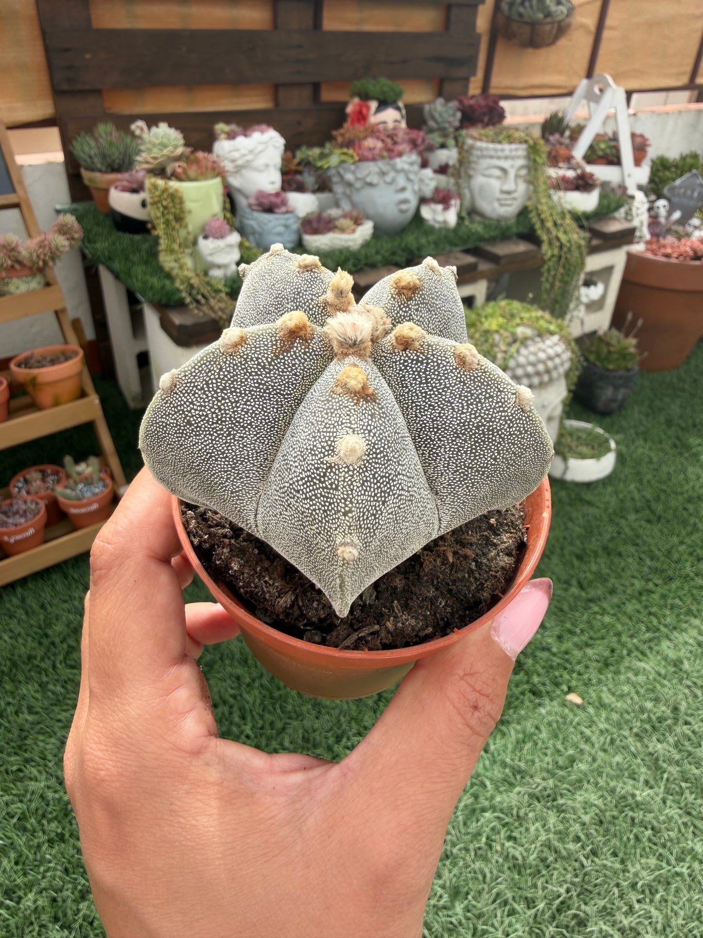 ASTROPHYTUM MYRIOSTIGMA