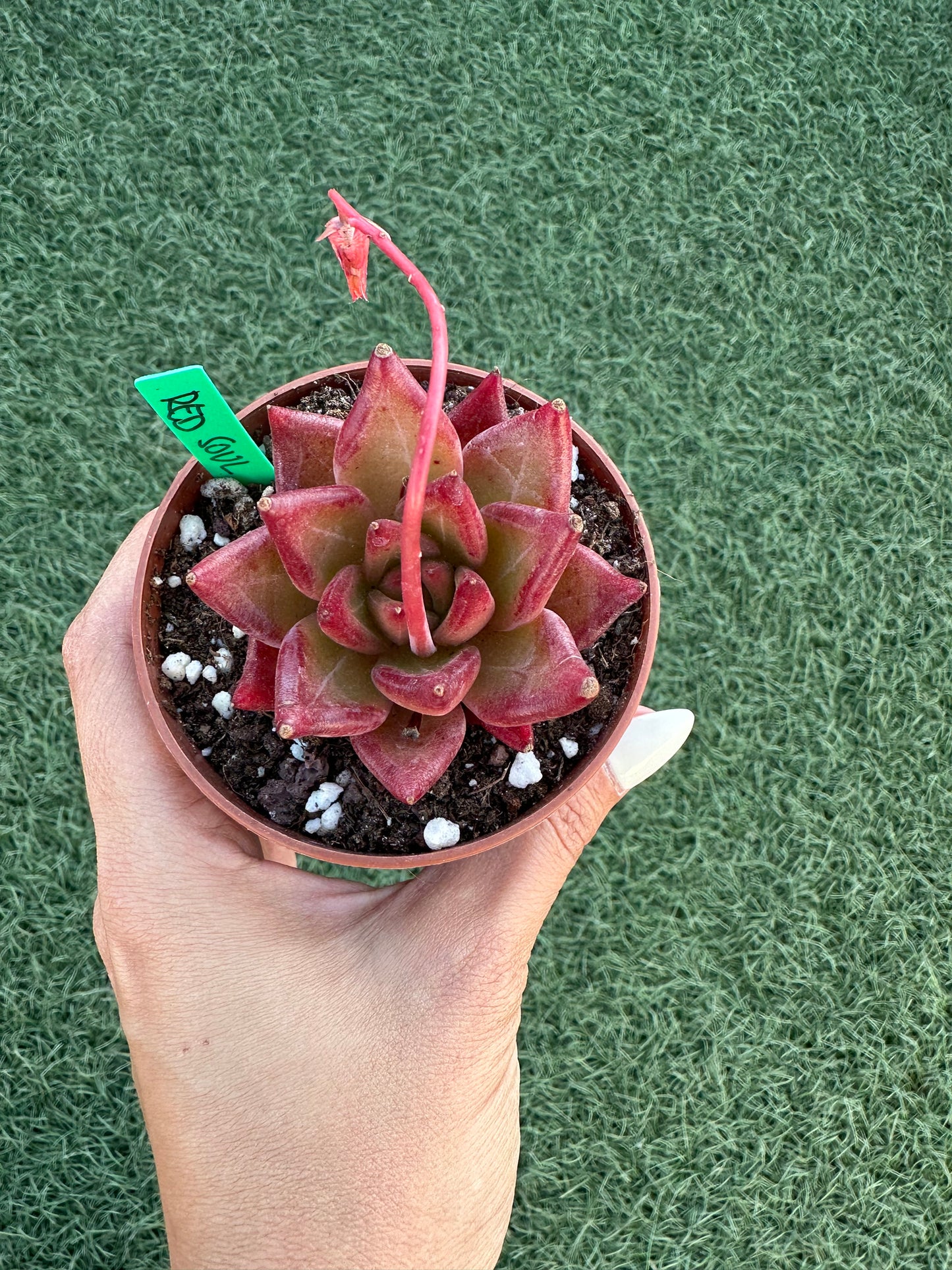 Echeveria Red Soul