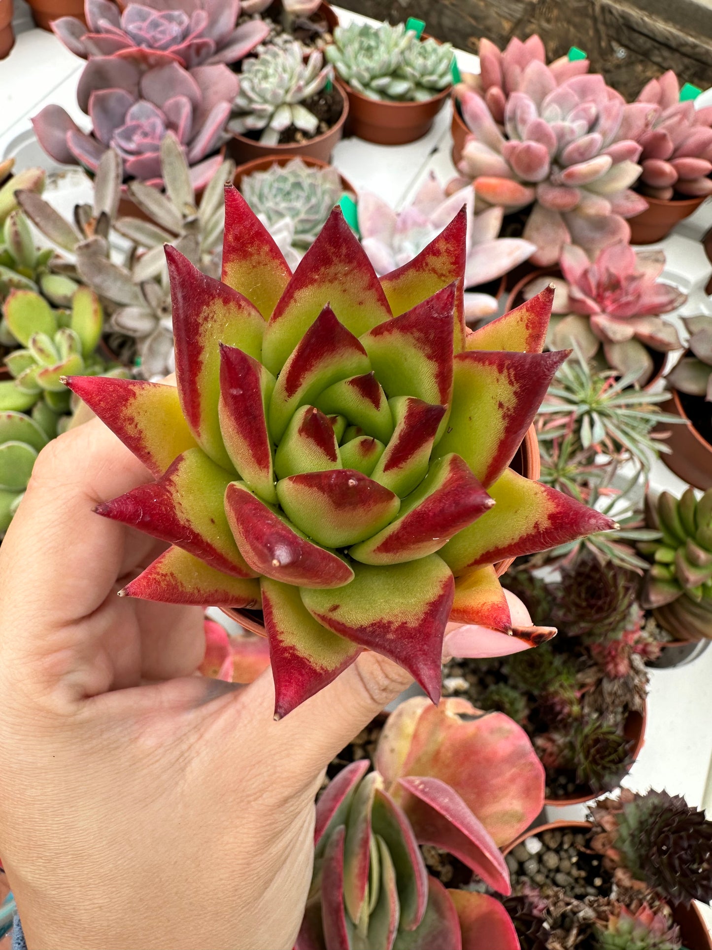 Echeveria Agavoides Lipstick