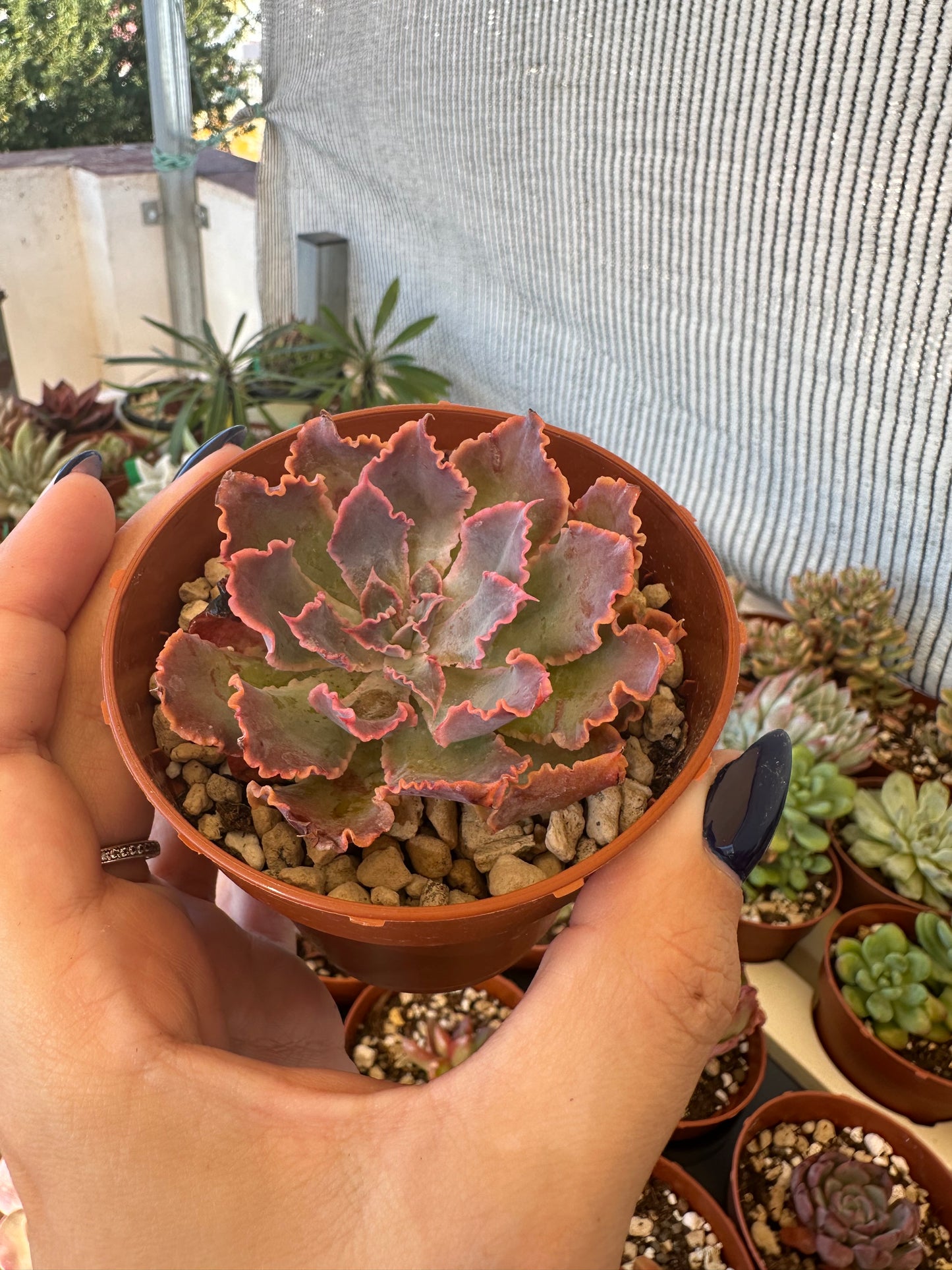 Echeveria “Neon Breakers