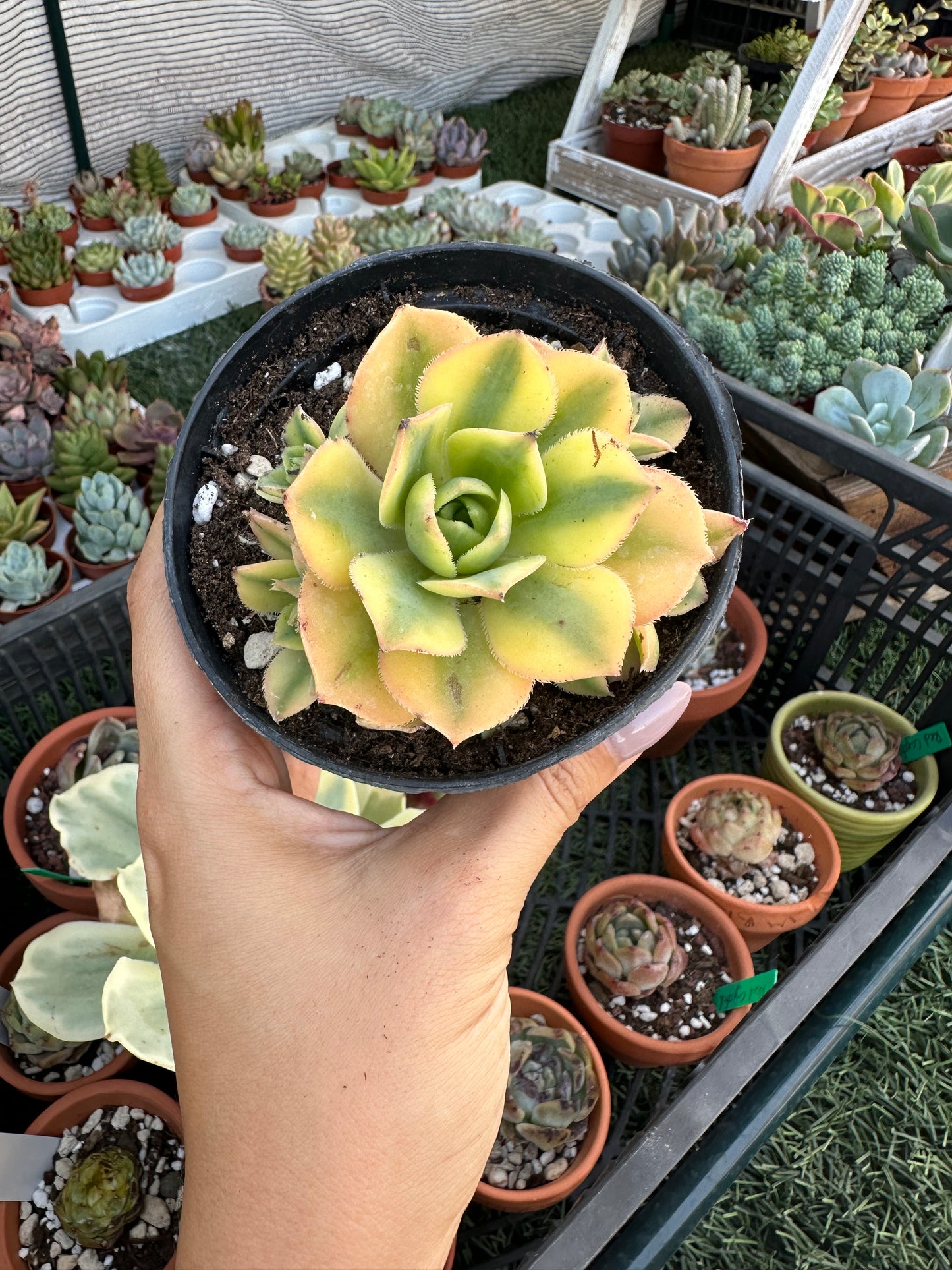 Aeonium Florence