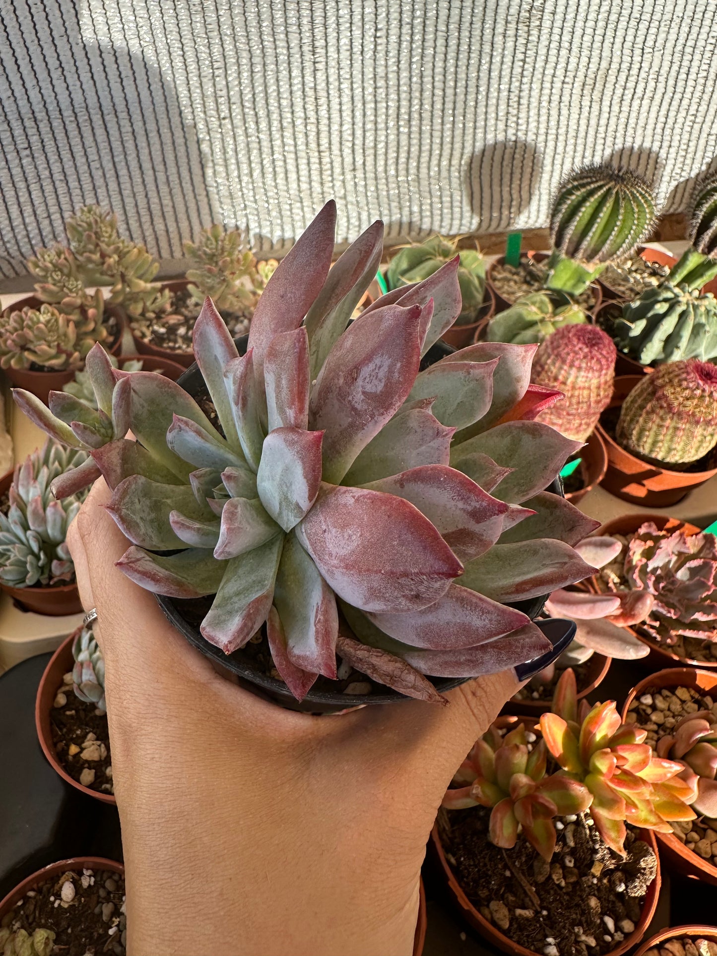 Echeveria Colorata var. Brandtii