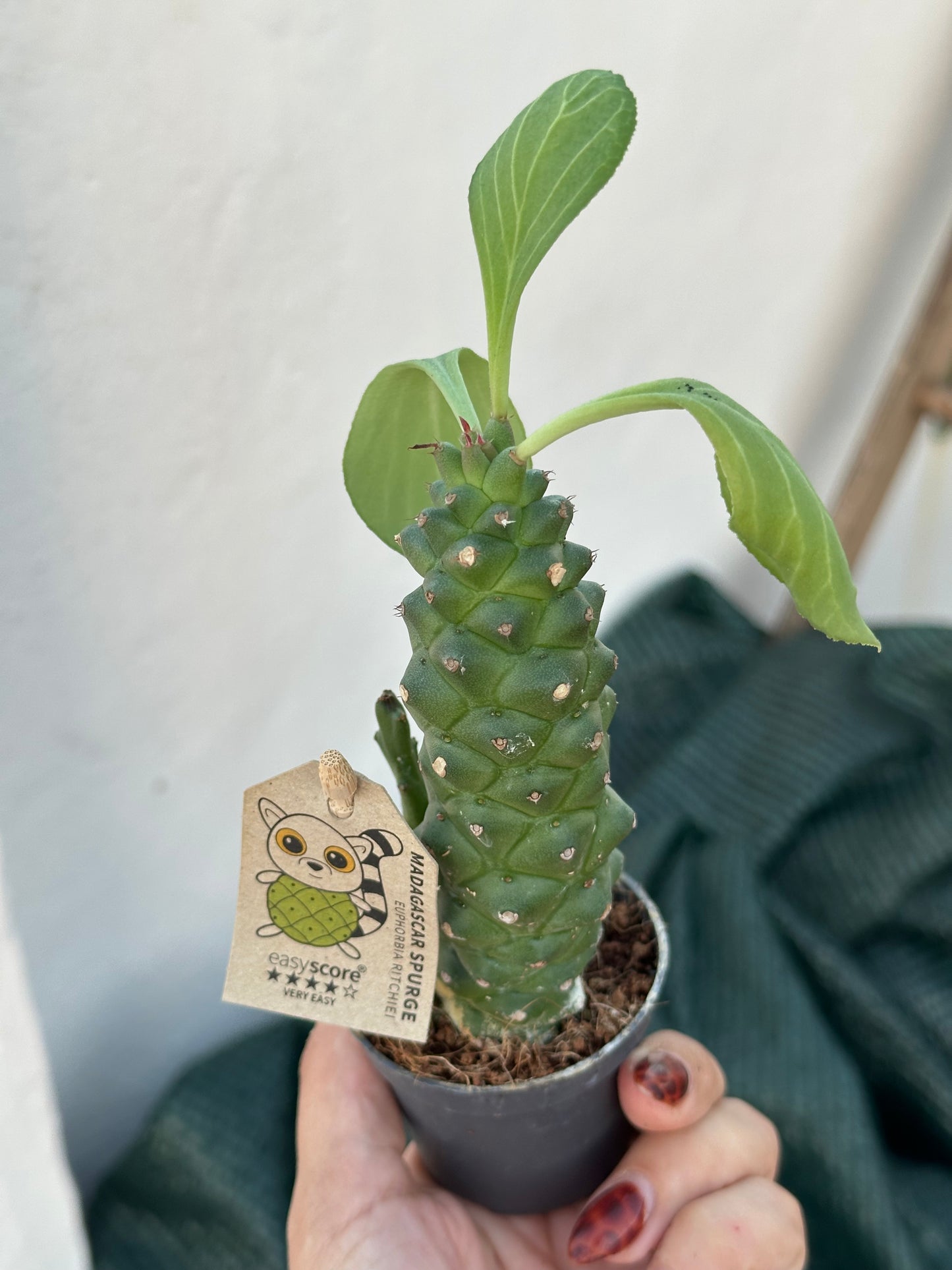Euphorbia Ritchiei