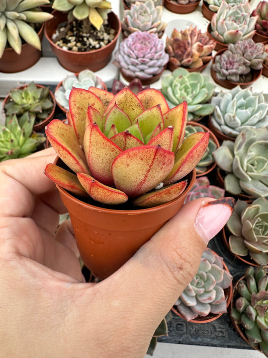 Echeveria Salsa Verde
