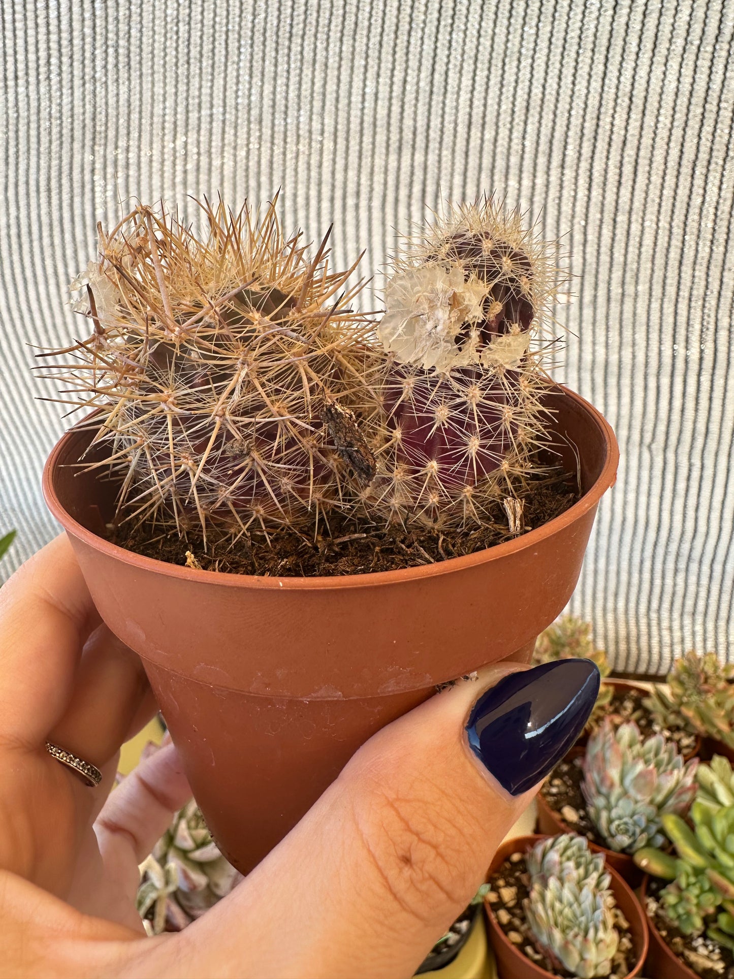 Cactus