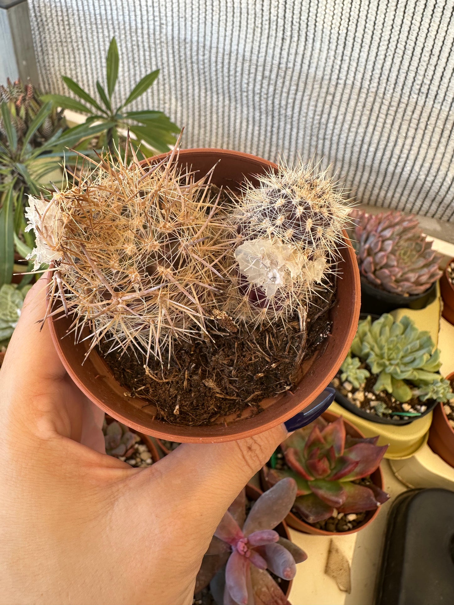 Cactus
