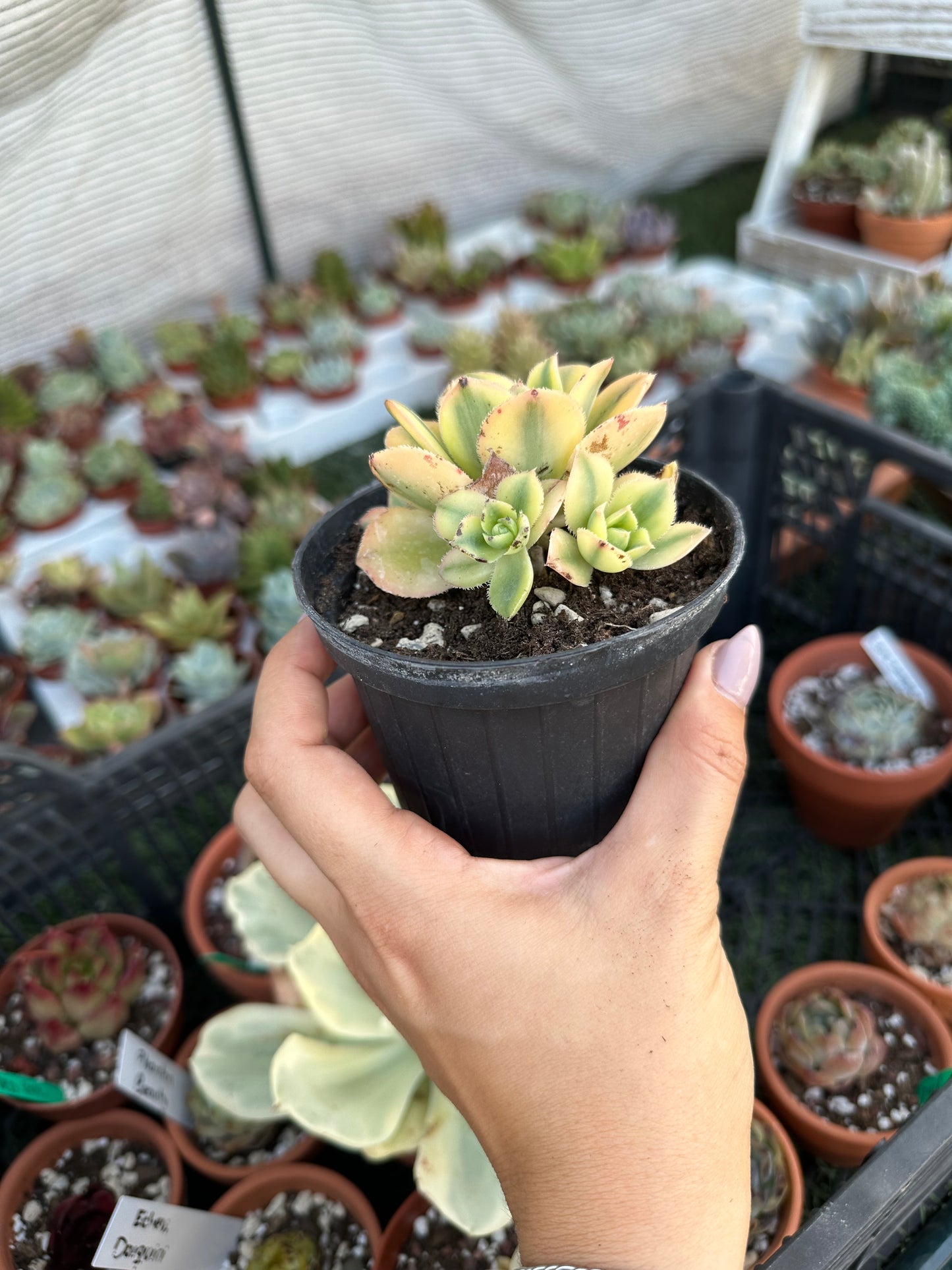 Aeonium Florence