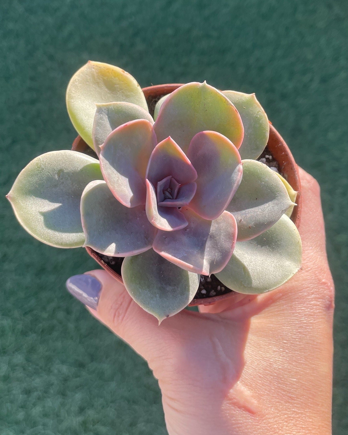 Echeveria Perle Von Nurnberg