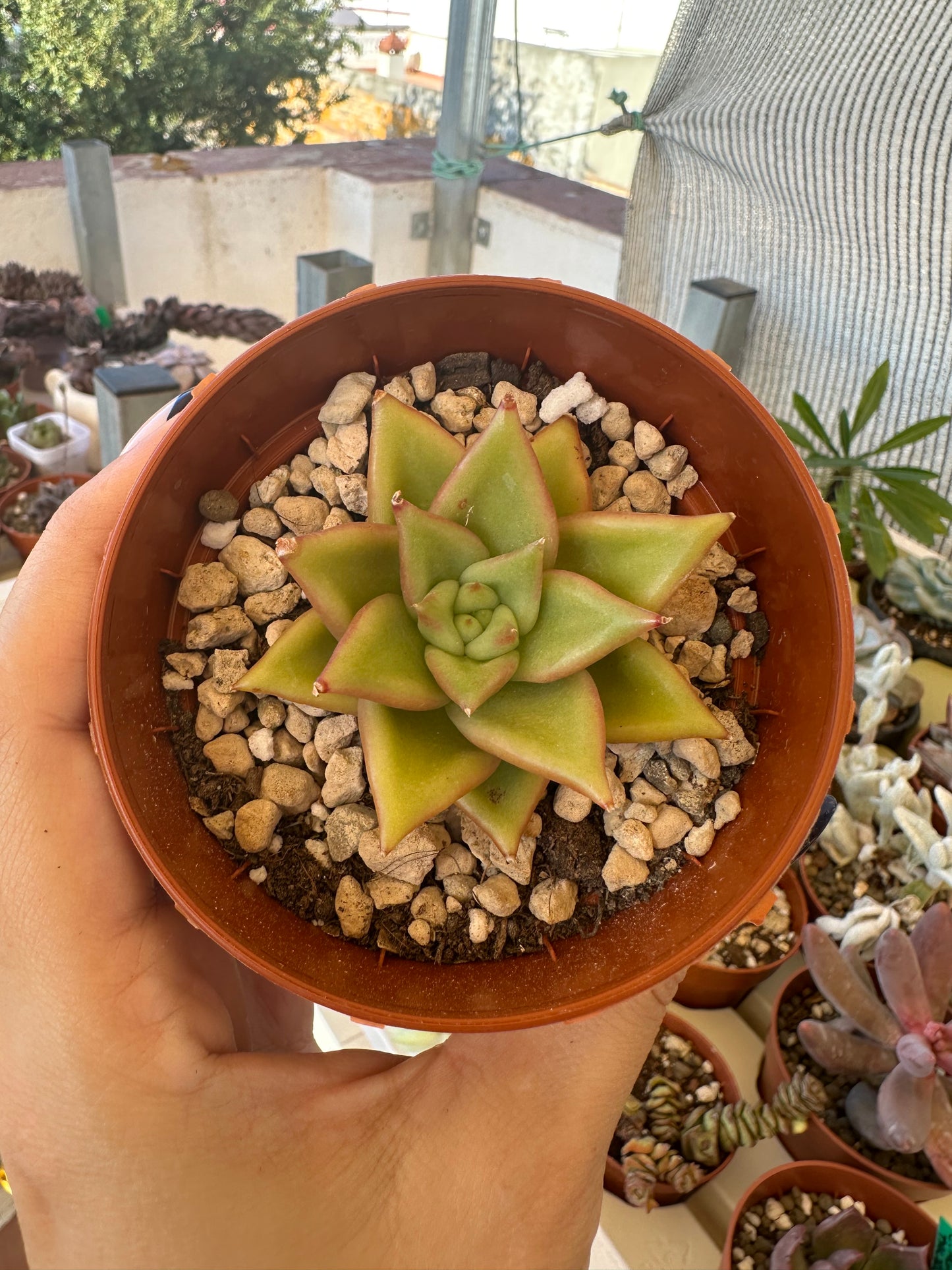 Echeveria Agavoides