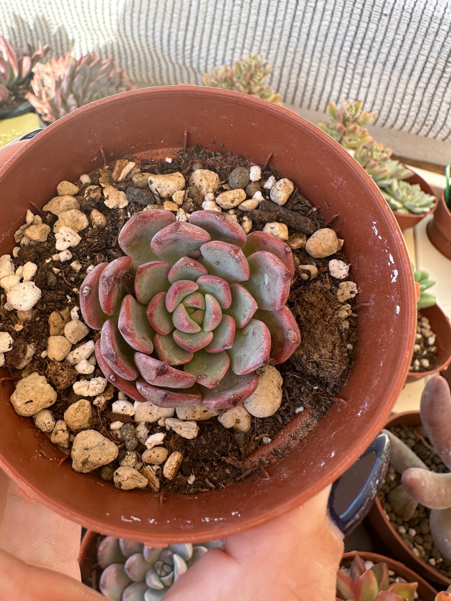 Echeveria Korea