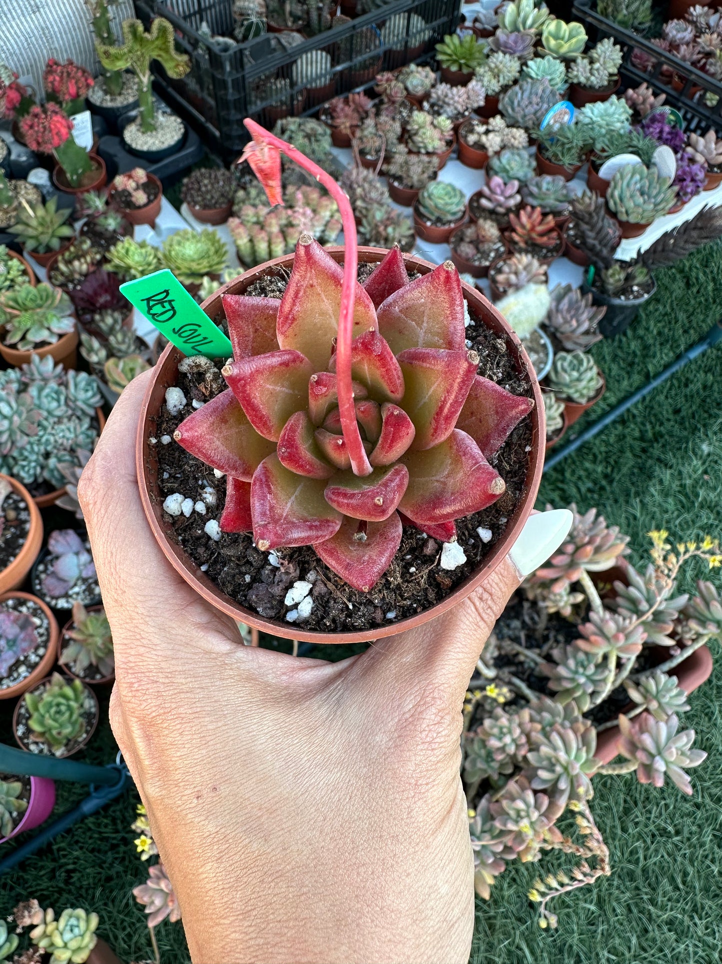 Echeveria Red Soul