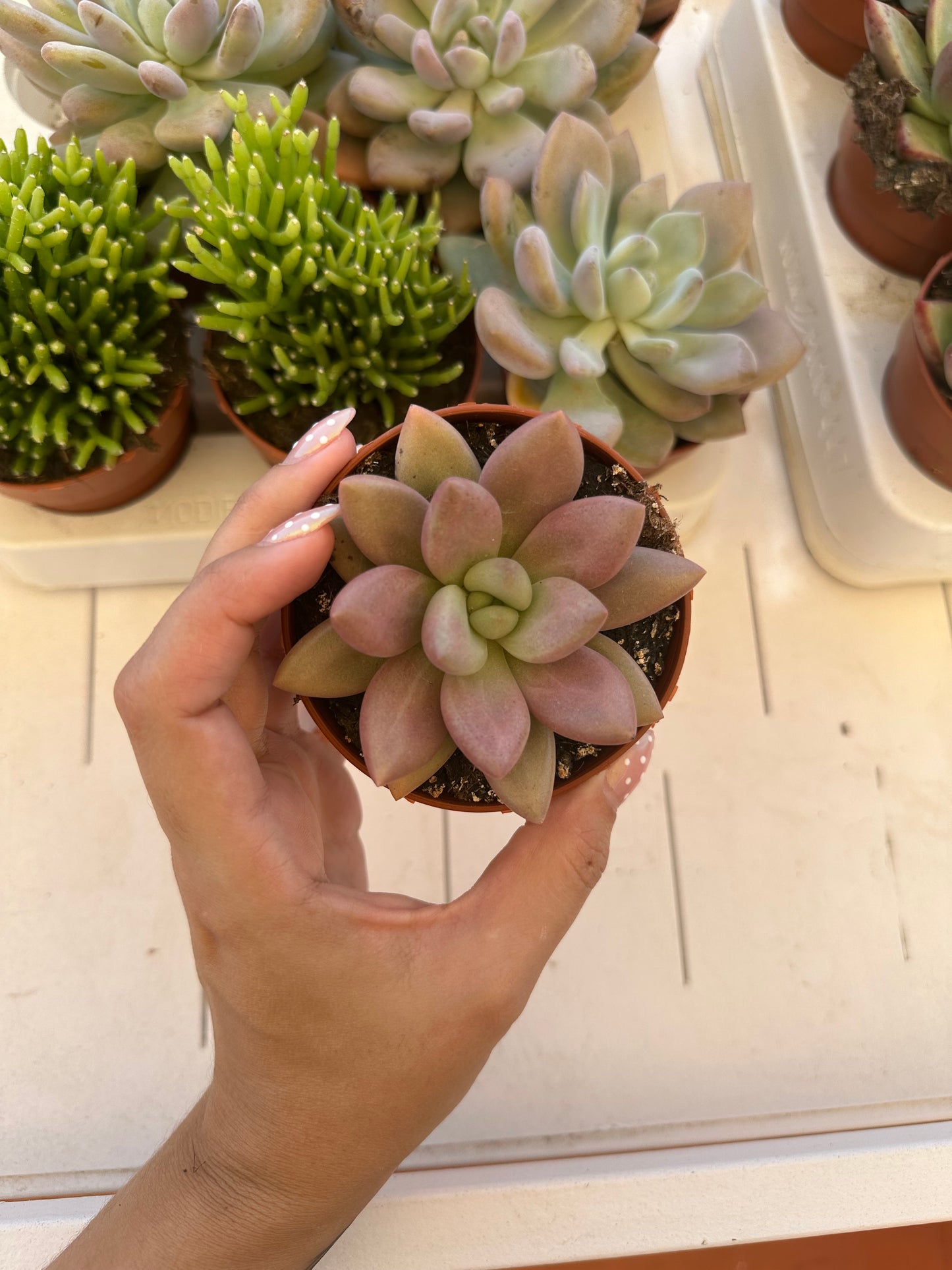 Graptoveria Pink Donna