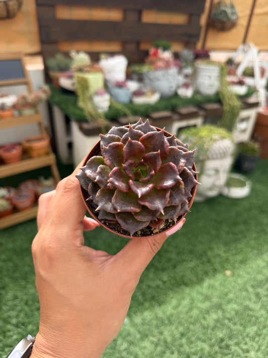 Echeveria Super Bowl