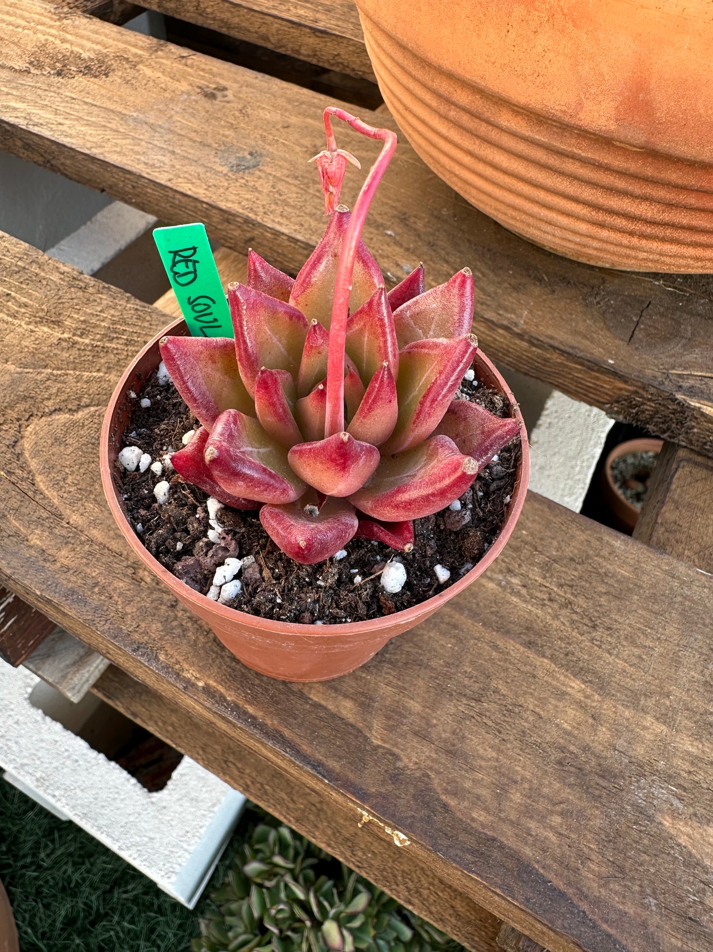 Echeveria Red Soul