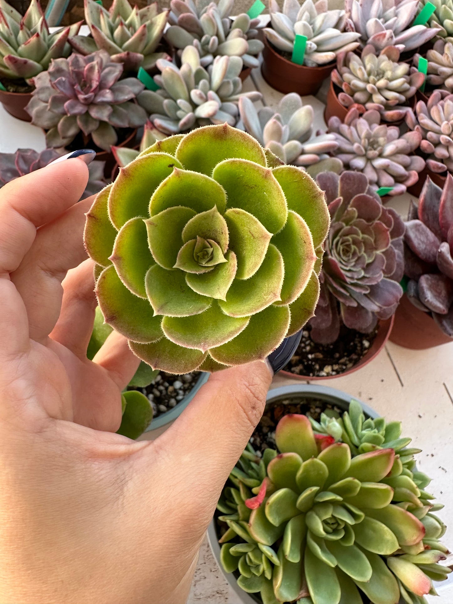 Aeonium Arboreum Green