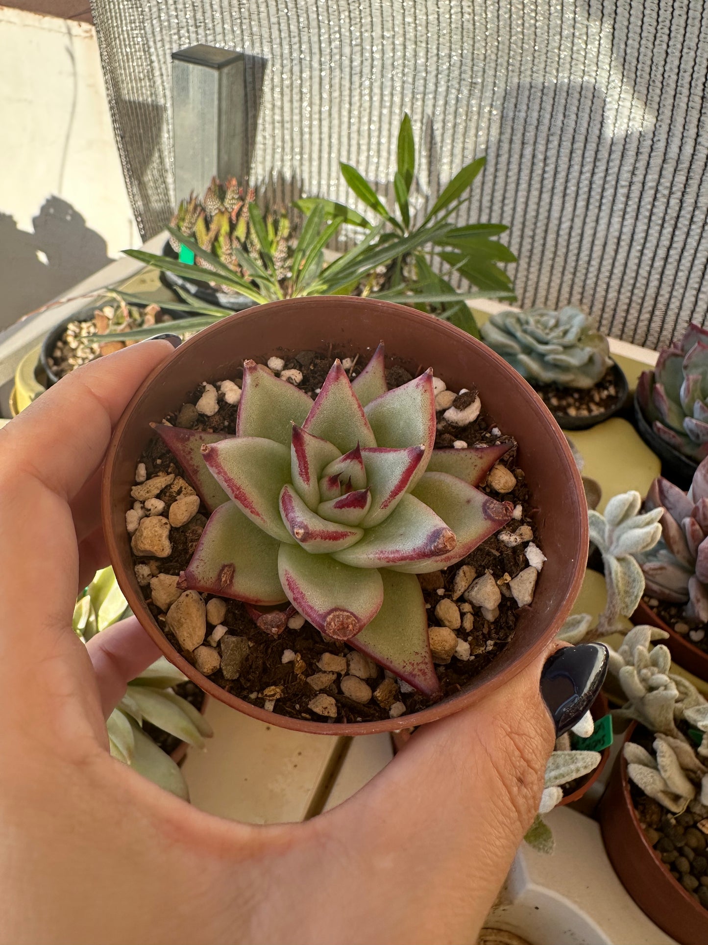 Echeveria Agavoides