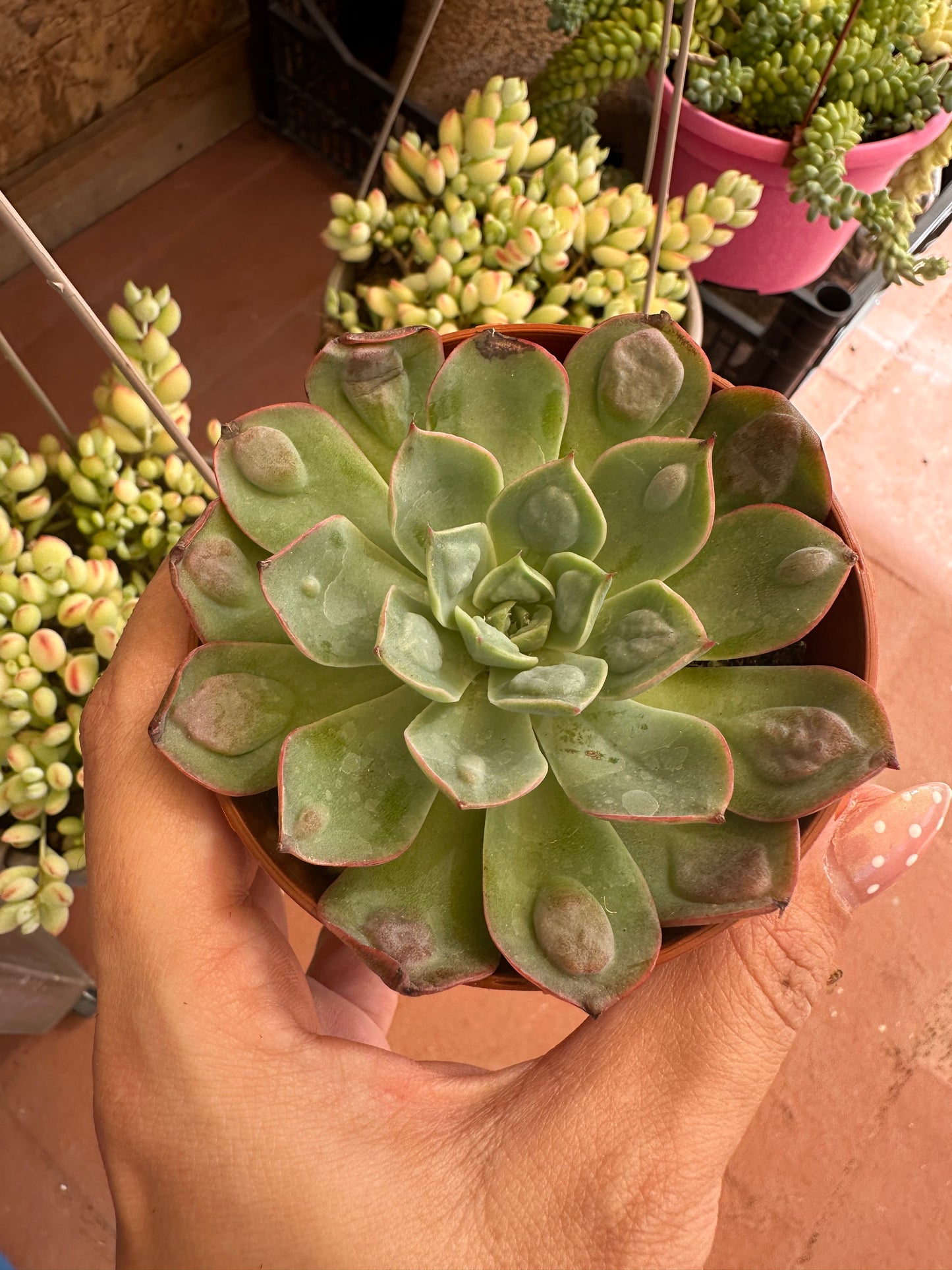 Echeveria Raindrops