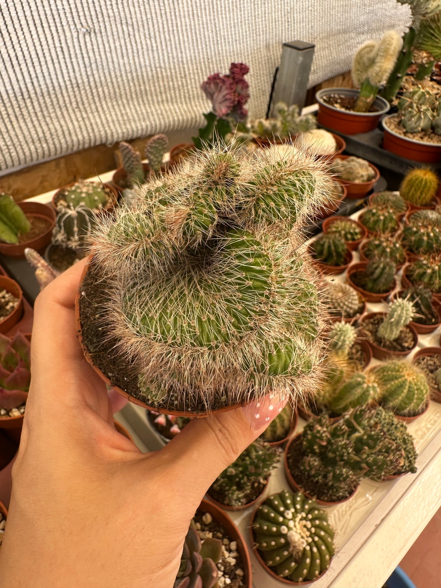 Cactus crestata