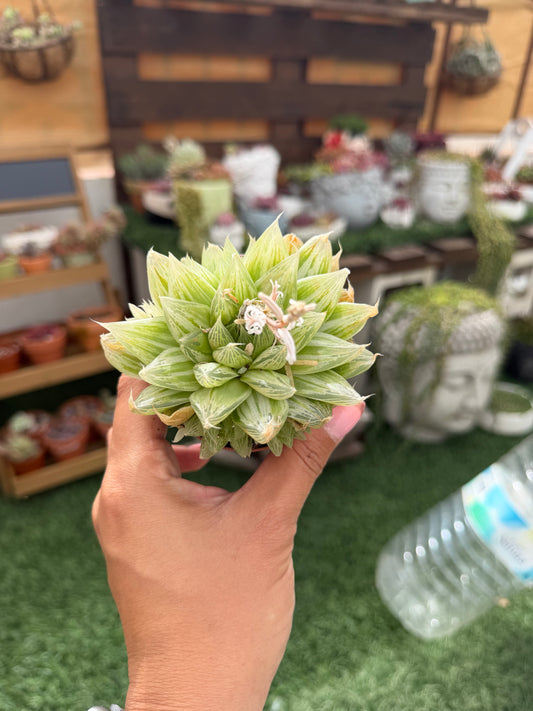 Haworthia Cooperi Variegata