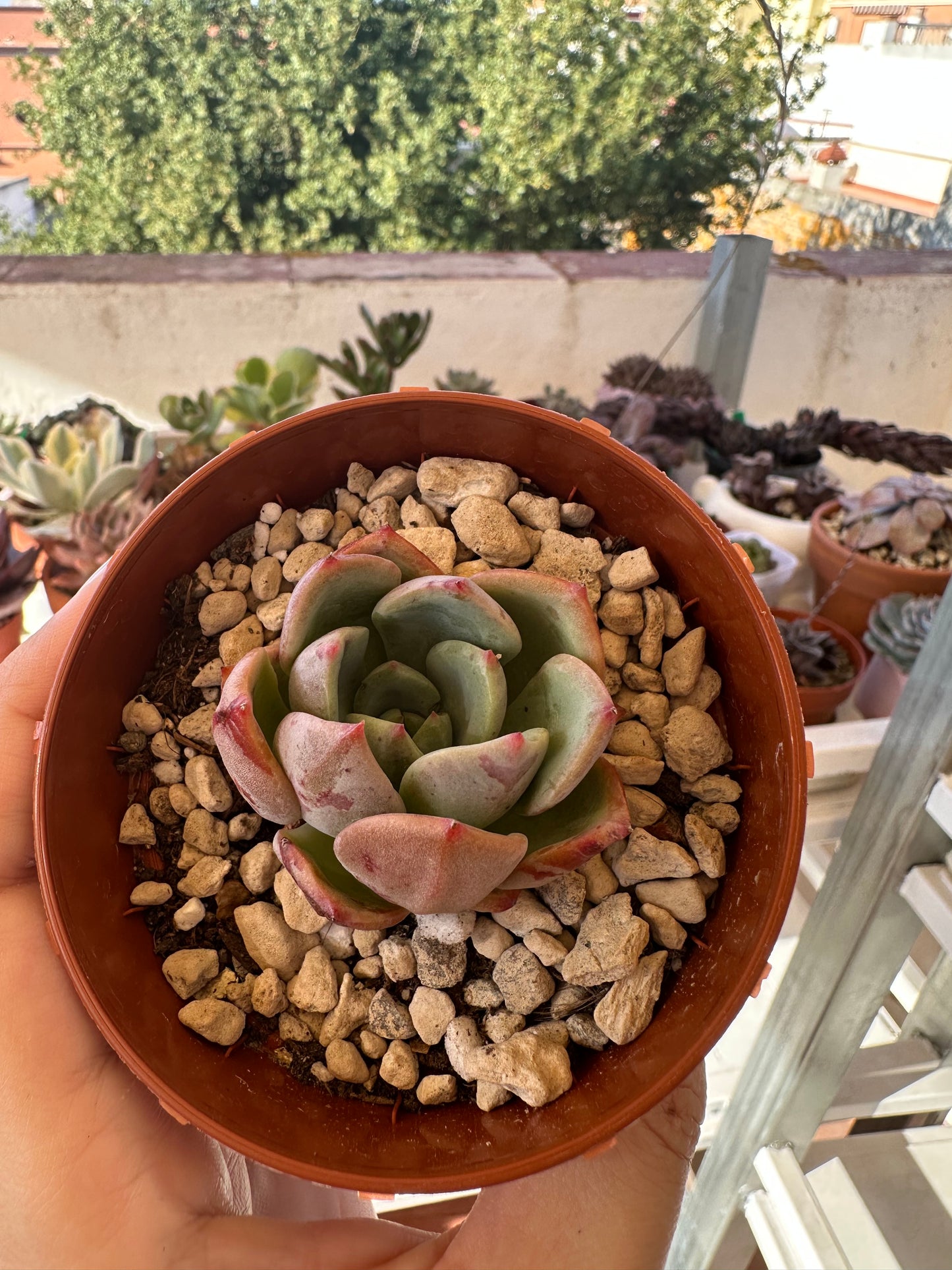 Echeveria Agavoides Salmón