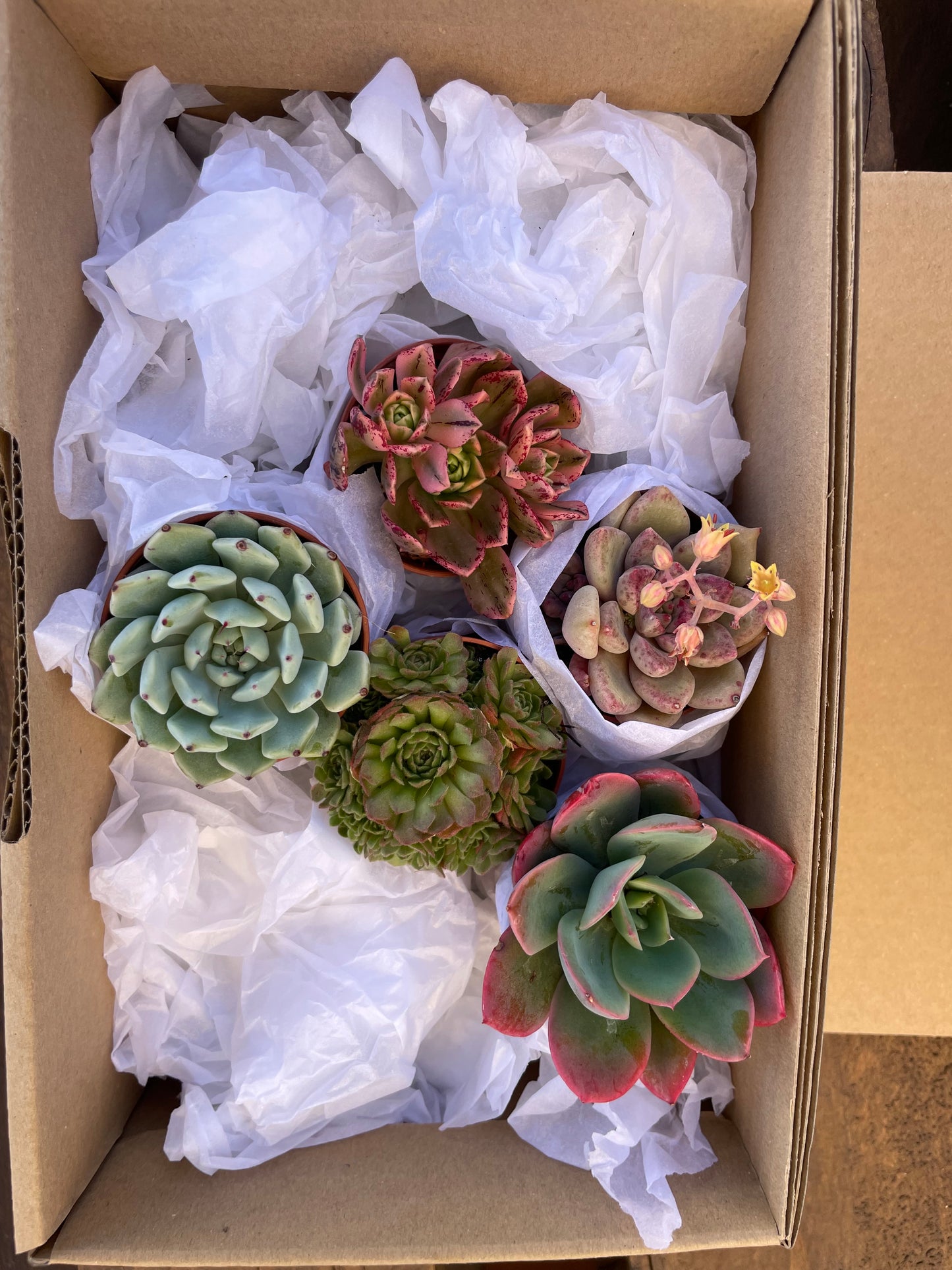Mini SucuBox - Pack de 5 suculentas