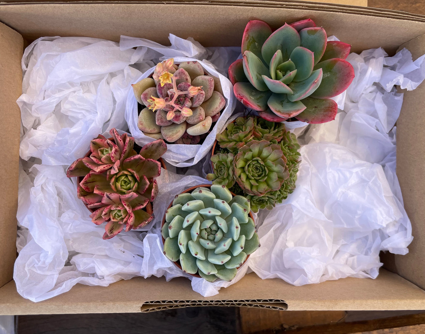 Mini SucuBox - Pack de 5 suculentas
