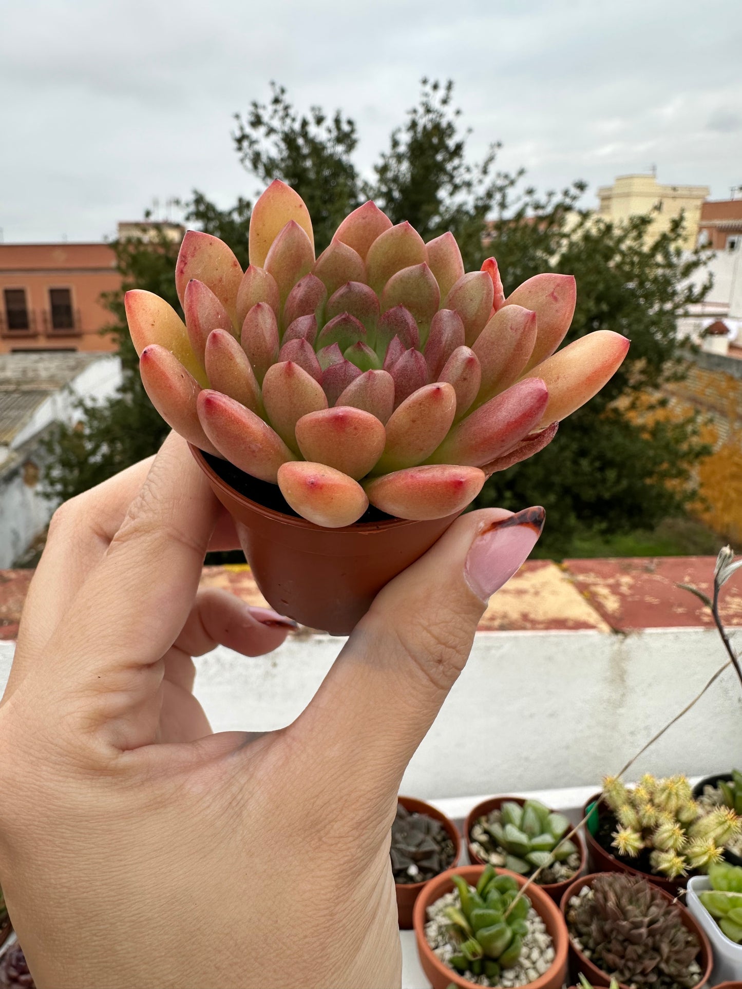 Graptoveria Bashful
