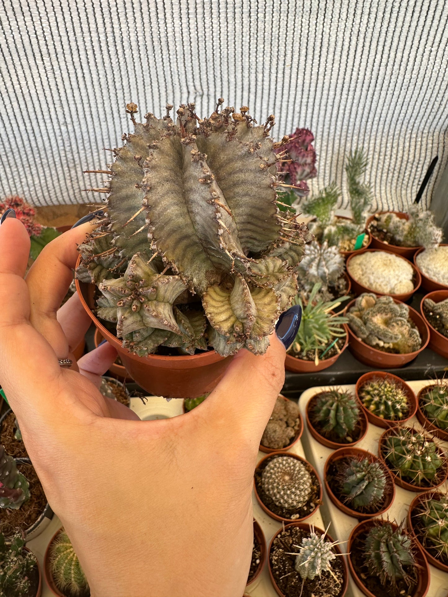 Euphorbia horrida