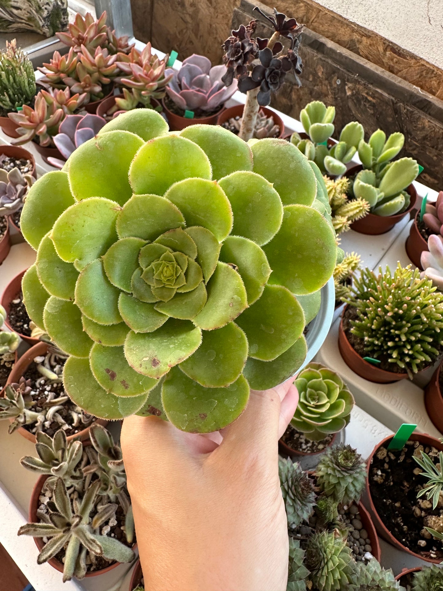 Aeonium Canariense