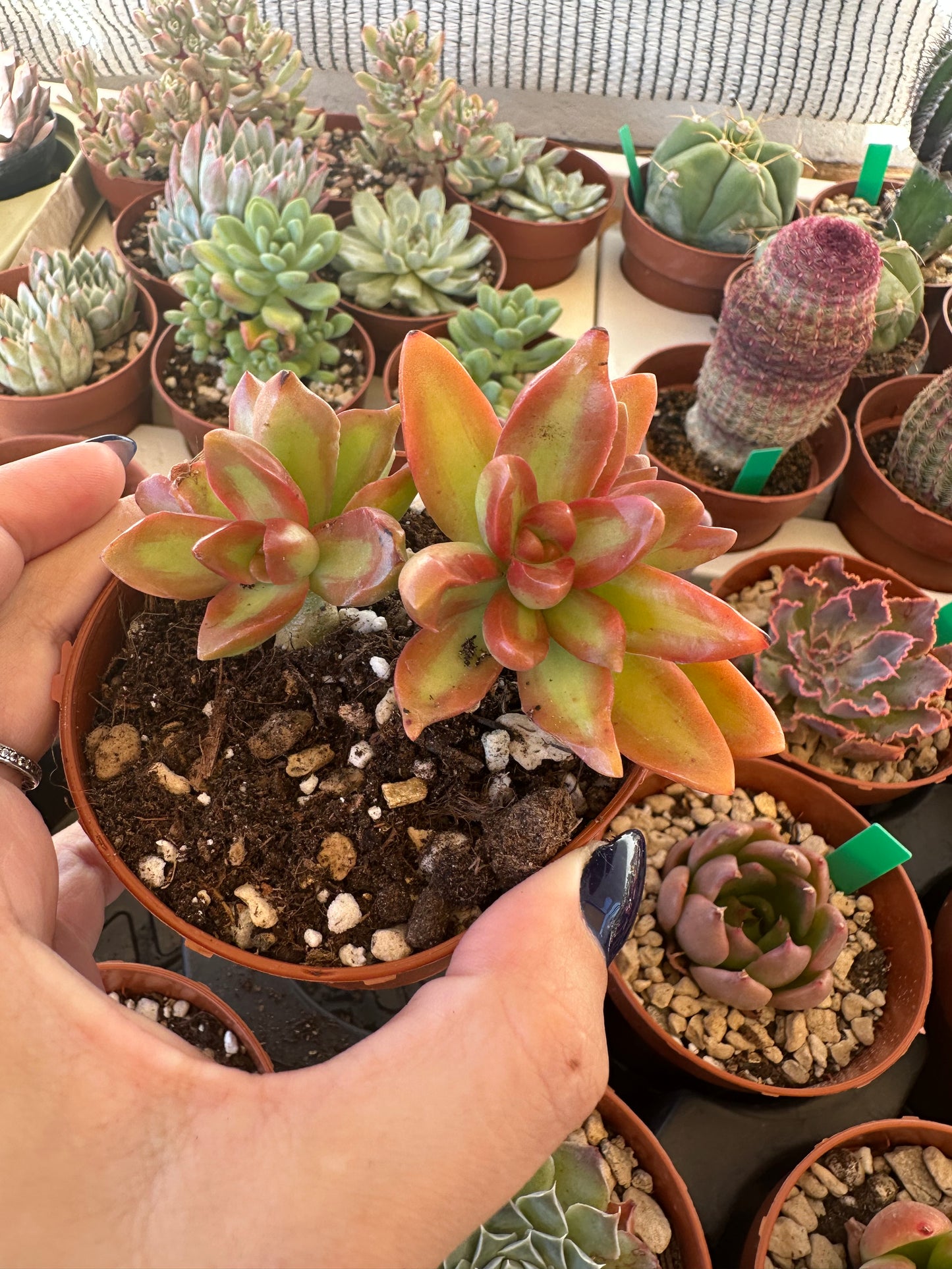 Sedum Nussbaumerianum