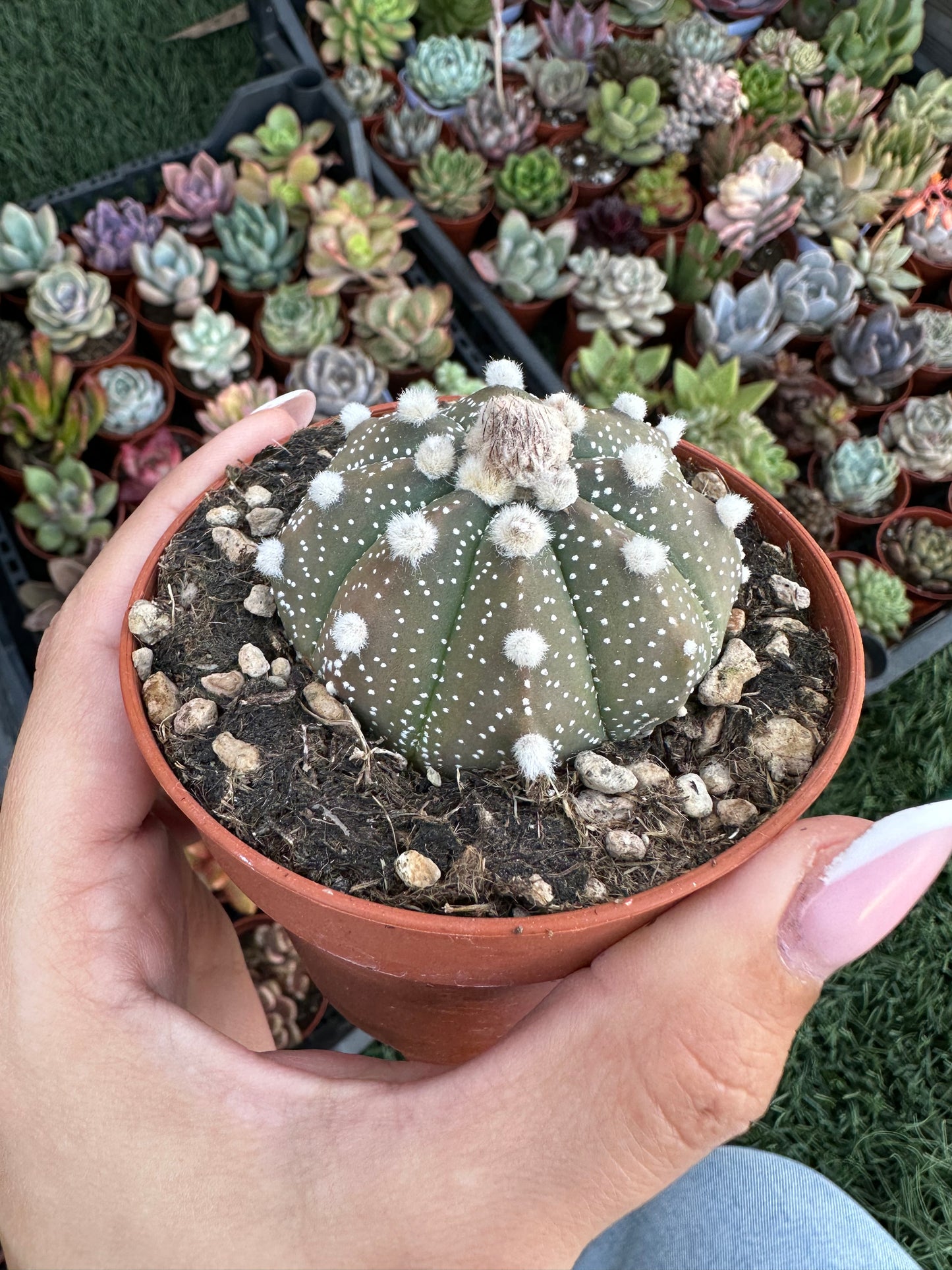 Astrophytum Asterias Super Kabuto