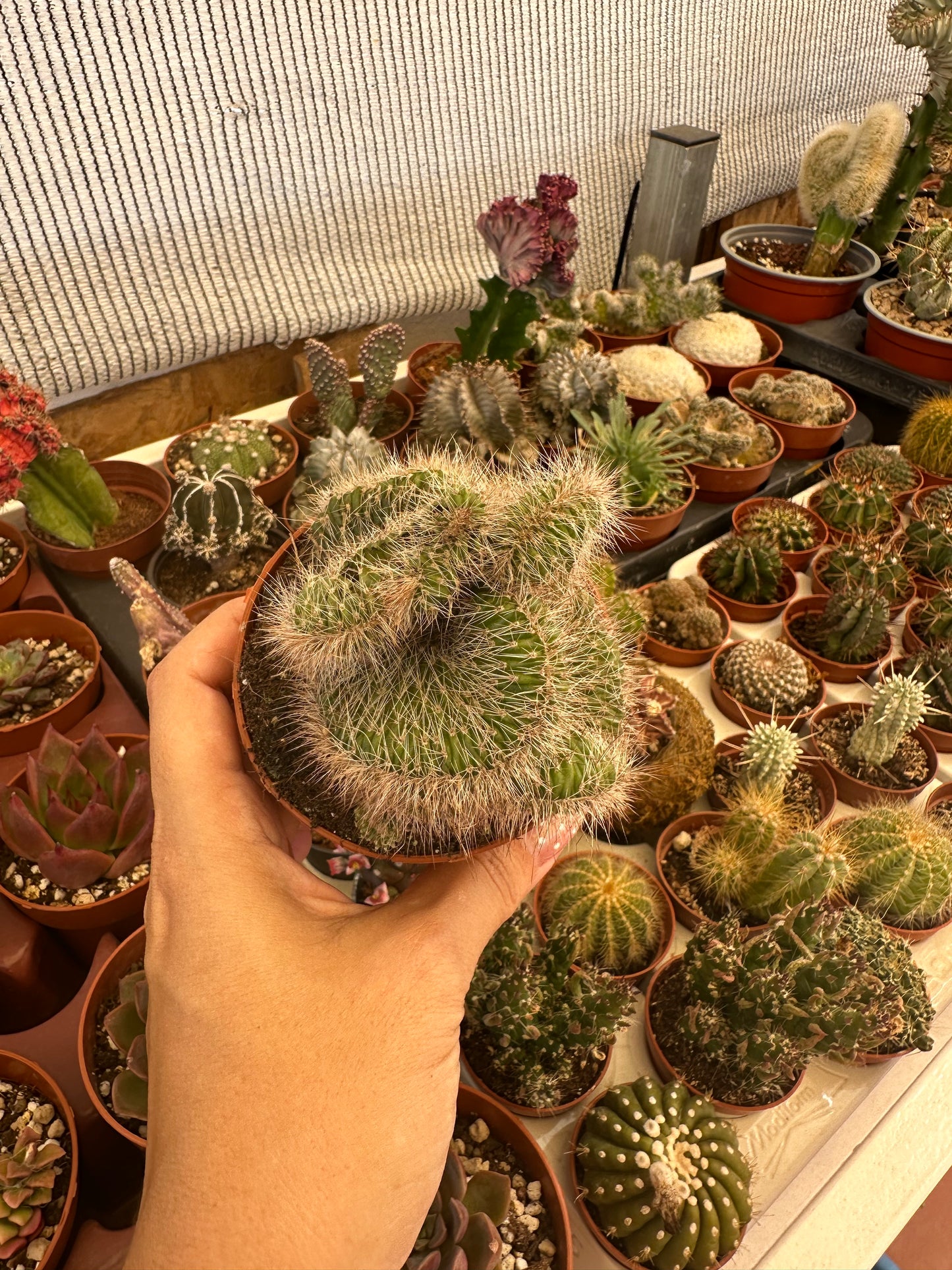 Cactus crestata