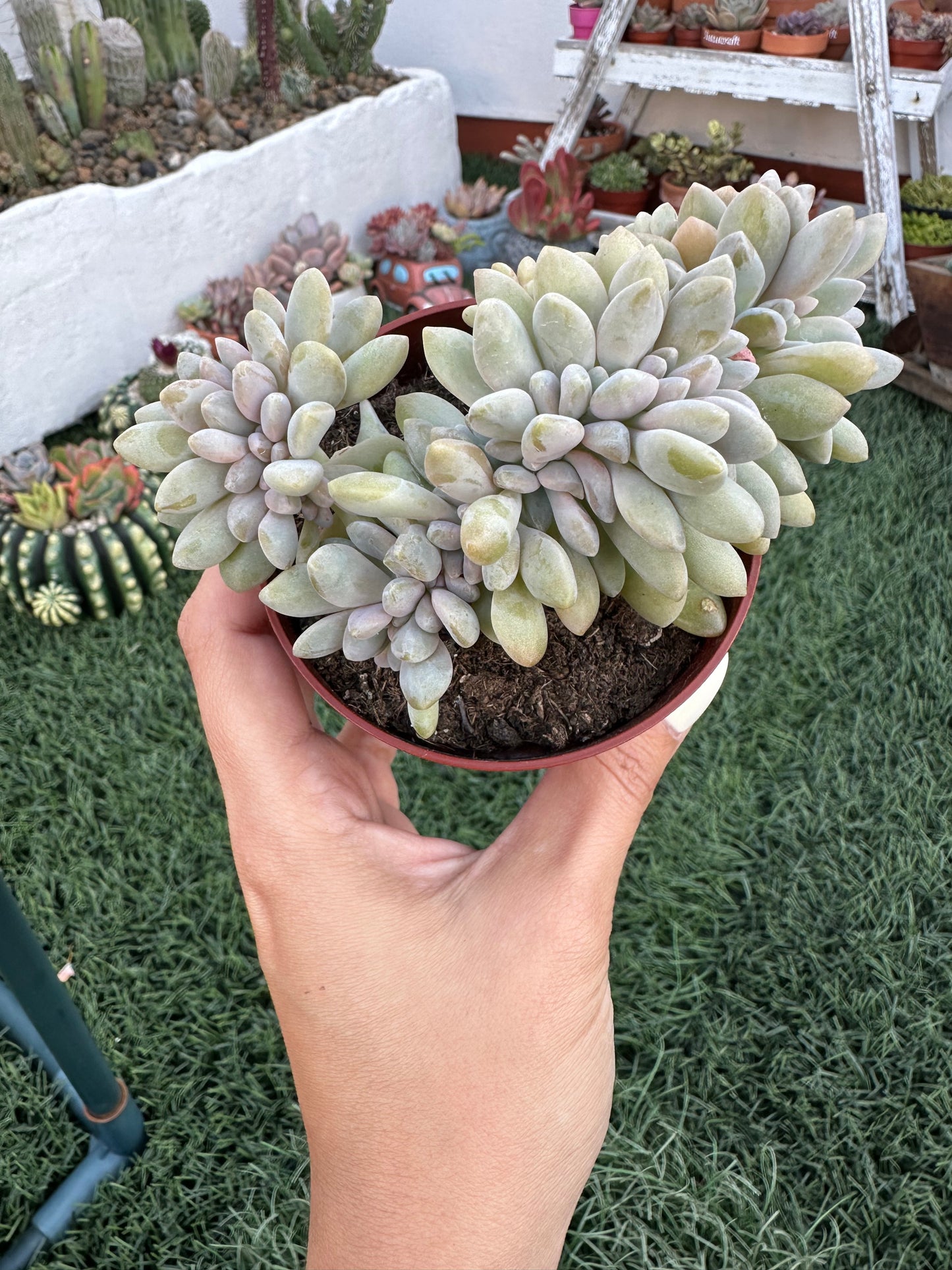 Pachyphytum Corvus Cristata