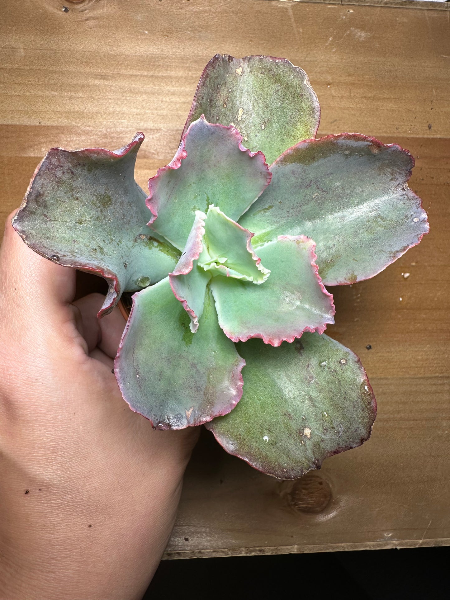 Echeveria Gibbiflora